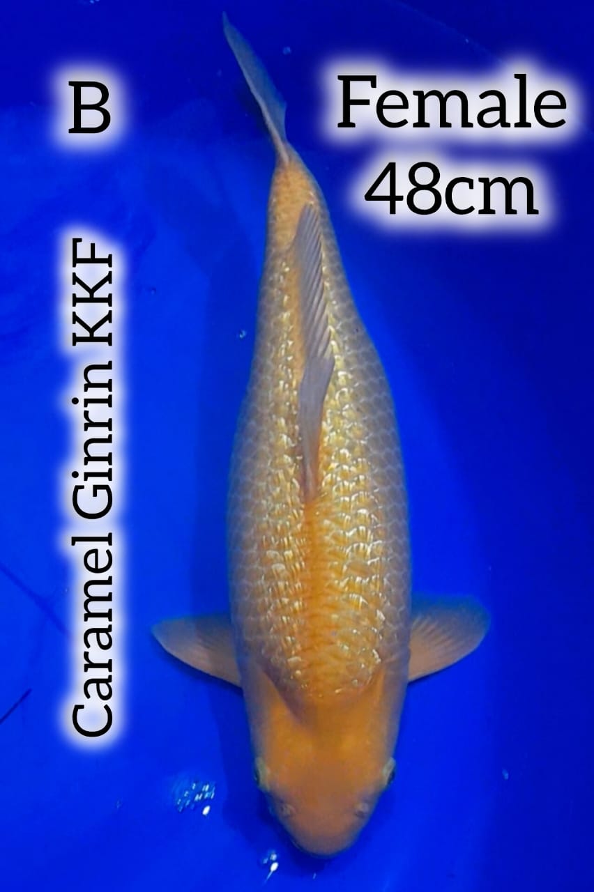 Ikan Koi CARAMEL GINRIN KKF HQ 48cm, lelang koi CARAMEL GINRIN KKF HQ 48cm, jual koi CARAMEL GINRIN KKF HQ 48cm, beli koi CARAMEL GINRIN KKF HQ 48cm, Lelang Koi Online, Jual Beli Ikan Koi, Pusat Jual Beli Koi, Info Lelang Koi Hari Ini, Platform Jual Beli Koi, Jual Beli Ikan Koi Online, Marketplace Ikan Koi, Jual Koi Terbaik, Tempat Beli Koi Berkualitas, Pasar Ikan Koi Online Terpercaya, Penjual Ikan Koi Terpercaya, Beli Koi Hias Online, Ikan Koi untuk Dijual, Koi Kualitas Terbaik, Toko Online Ikan Koi, Koi Hias Untuk Dijual, Jual Beli Ikan Koi Lokal, Koi Indonesia Online, Pusat Jual Beli Koi Terbesar