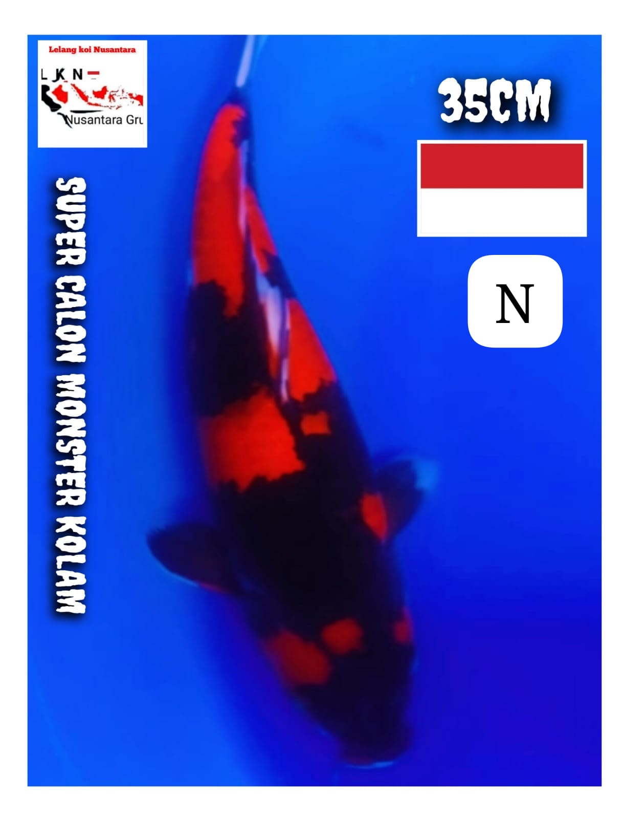 Lelang Koi Online, Jual Beli Ikan Koi, Pusat Jual Beli Koi, Info Lelang Koi Hari Ini, Platform Jual Beli Koi, Jual Beli Ikan Koi Online, Marketplace Ikan Koi, Jual Koi Terbaik, Tempat Beli Koi Berkualitas, Pasar Ikan Koi Online Terpercaya, Penjual Ikan Koi Terpercaya, Beli Koi Hias Online, Ikan Koi untuk Dijual, Koi Kualitas Terbaik, Toko Online Ikan Koi, Koi Hias Untuk Dijual, Jual Beli Ikan Koi Lokal, Koi Indonesia Online, Pusat Jual Beli Koi Terbesar