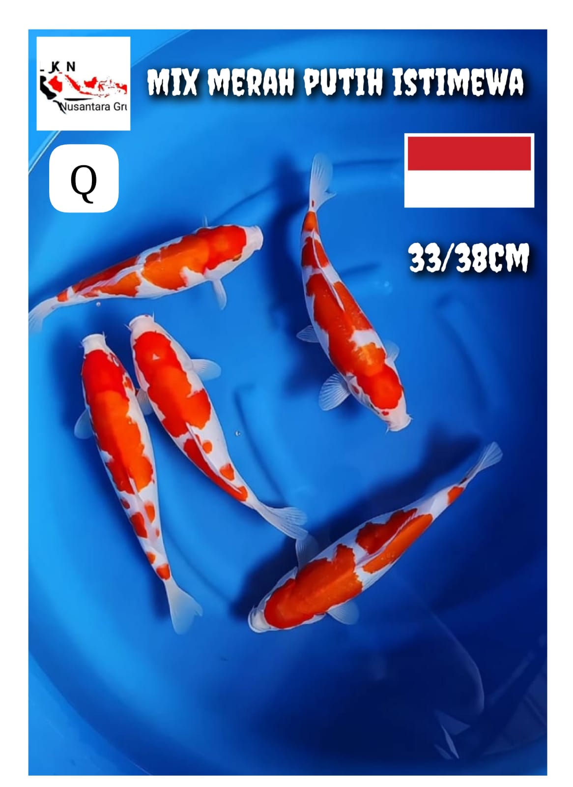 Lelang Koi Online, Jual Beli Ikan Koi, Pusat Jual Beli Koi, Info Lelang Koi Hari Ini, Platform Jual Beli Koi, Jual Beli Ikan Koi Online, Marketplace Ikan Koi, Jual Koi Terbaik, Tempat Beli Koi Berkualitas, Pasar Ikan Koi Online Terpercaya, Penjual Ikan Koi Terpercaya, Beli Koi Hias Online, Ikan Koi untuk Dijual, Koi Kualitas Terbaik, Toko Online Ikan Koi, Koi Hias Untuk Dijual, Jual Beli Ikan Koi Lokal, Koi Indonesia Online, Pusat Jual Beli Koi Terbesar