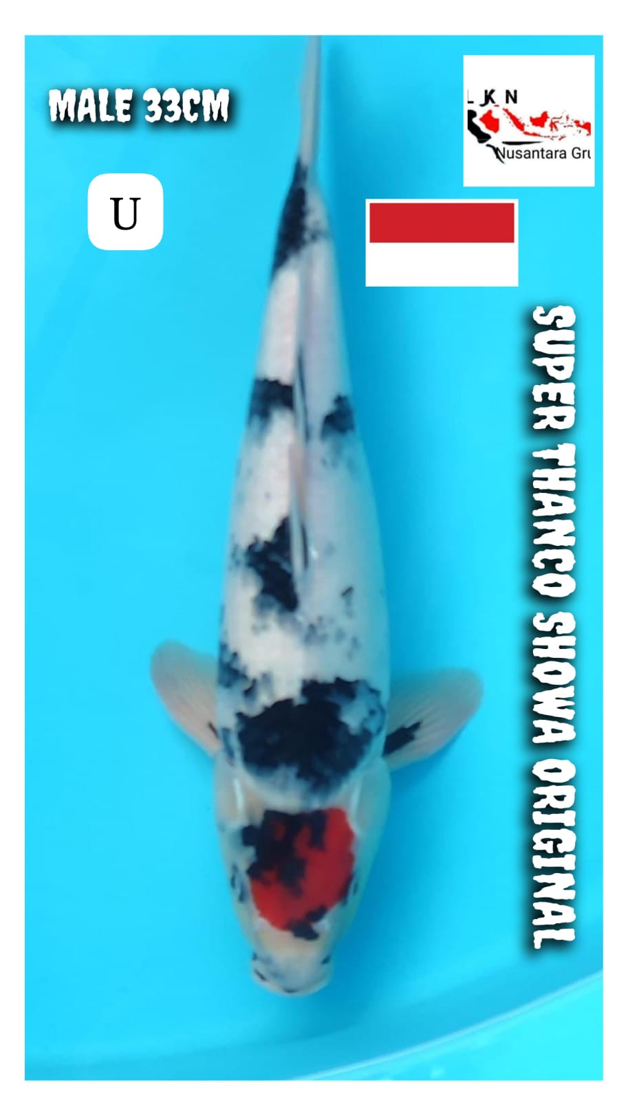 Lelang Koi Online, Jual Beli Ikan Koi, Pusat Jual Beli Koi, Info Lelang Koi Hari Ini, Platform Jual Beli Koi, Jual Beli Ikan Koi Online, Marketplace Ikan Koi, Jual Koi Terbaik, Tempat Beli Koi Berkualitas, Pasar Ikan Koi Online Terpercaya, Penjual Ikan Koi Terpercaya, Beli Koi Hias Online, Ikan Koi untuk Dijual, Koi Kualitas Terbaik, Toko Online Ikan Koi, Koi Hias Untuk Dijual, Jual Beli Ikan Koi Lokal, Koi Indonesia Online, Pusat Jual Beli Koi Terbesar