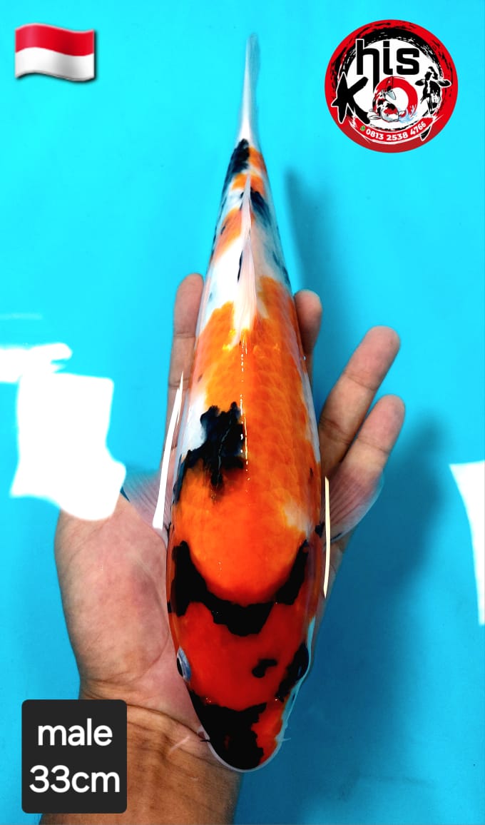 Ikan Koi SHOWA SANSOKU 33cm, lelang koi SHOWA SANSOKU 33cm, jual koi SHOWA SANSOKU 33cm, beli koi SHOWA SANSOKU 33cm, Lelang Koi Online, Jual Beli Ikan Koi, Pusat Jual Beli Koi, Info Lelang Koi Hari Ini, Platform Jual Beli Koi, Jual Beli Ikan Koi Online, Marketplace Ikan Koi, Jual Koi Terbaik, Tempat Beli Koi Berkualitas, Pasar Ikan Koi Online Terpercaya, Penjual Ikan Koi Terpercaya, Beli Koi Hias Online, Ikan Koi untuk Dijual, Koi Kualitas Terbaik, Toko Online Ikan Koi, Koi Hias Untuk Dijual, Jual Beli Ikan Koi Lokal, Koi Indonesia Online, Pusat Jual Beli Koi Terbesar