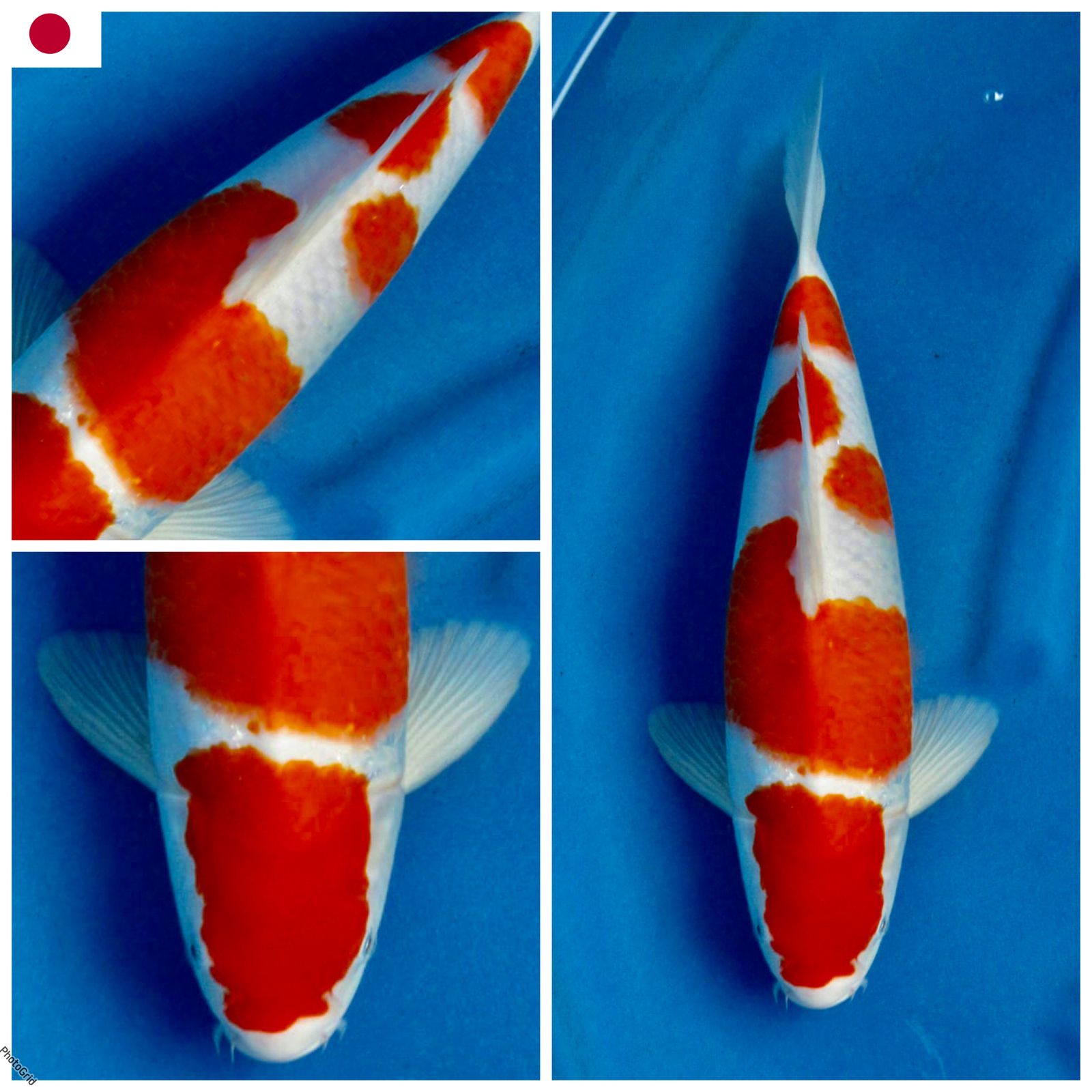 Ikan Koi KOHAKU F1 OGATA MALE 36cm, lelang koi KOHAKU F1 OGATA MALE 36cm, jual koi KOHAKU F1 OGATA MALE 36cm, beli koi KOHAKU F1 OGATA MALE 36cm, Lelang Koi Online, Jual Beli Ikan Koi, Pusat Jual Beli Koi, Info Lelang Koi Hari Ini, Platform Jual Beli Koi, Jual Beli Ikan Koi Online, Marketplace Ikan Koi, Jual Koi Terbaik, Tempat Beli Koi Berkualitas, Pasar Ikan Koi Online Terpercaya, Penjual Ikan Koi Terpercaya, Beli Koi Hias Online, Ikan Koi untuk Dijual, Koi Kualitas Terbaik, Toko Online Ikan Koi, Koi Hias Untuk Dijual, Jual Beli Ikan Koi Lokal, Koi Indonesia Online, Pusat Jual Beli Koi Terbesar