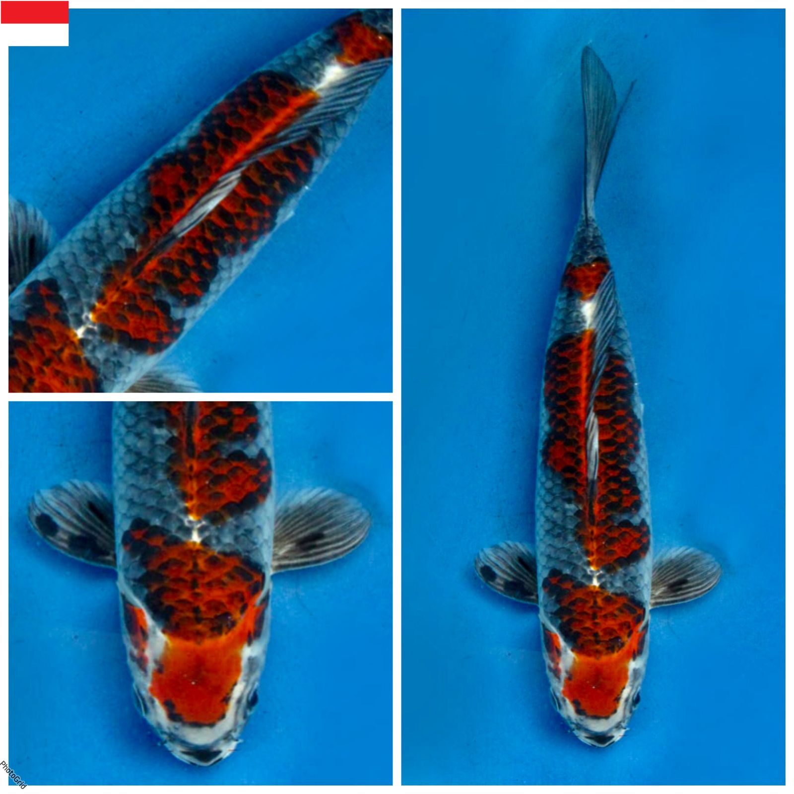 Lelang Koi Online, Jual Beli Ikan Koi, Pusat Jual Beli Koi, Info Lelang Koi Hari Ini, Platform Jual Beli Koi, Jual Beli Ikan Koi Online, Marketplace Ikan Koi, Jual Koi Terbaik, Tempat Beli Koi Berkualitas, Pasar Ikan Koi Online Terpercaya, Penjual Ikan Koi Terpercaya, Beli Koi Hias Online, Ikan Koi untuk Dijual, Koi Kualitas Terbaik, Toko Online Ikan Koi, Koi Hias Untuk Dijual, Jual Beli Ikan Koi Lokal, Koi Indonesia Online, Pusat Jual Beli Koi Terbesar