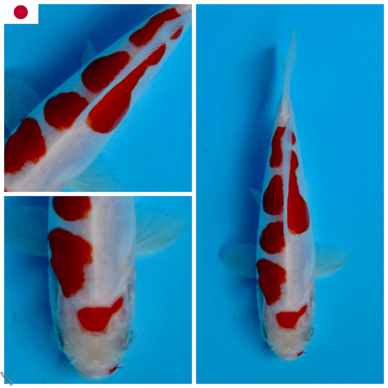 Lelang Koi Online, Jual Beli Ikan Koi, Pusat Jual Beli Koi, Info Lelang Koi Hari Ini, Platform Jual Beli Koi, Jual Beli Ikan Koi Online, Marketplace Ikan Koi, Jual Koi Terbaik, Tempat Beli Koi Berkualitas, Pasar Ikan Koi Online Terpercaya, Penjual Ikan Koi Terpercaya, Beli Koi Hias Online, Ikan Koi untuk Dijual, Koi Kualitas Terbaik, Toko Online Ikan Koi, Koi Hias Untuk Dijual, Jual Beli Ikan Koi Lokal, Koi Indonesia Online, Pusat Jual Beli Koi Terbesar