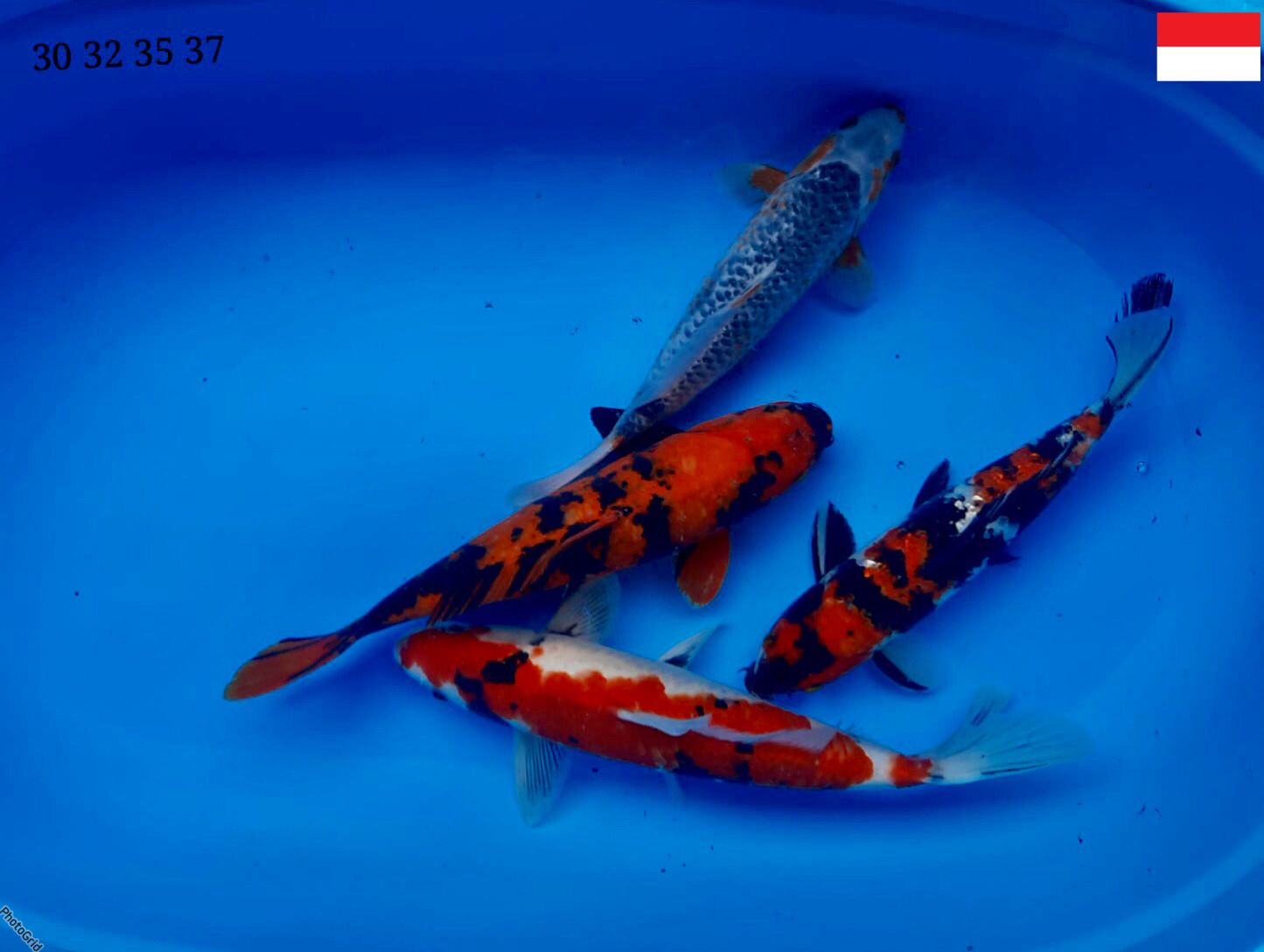 Lelang Koi Online, Jual Beli Ikan Koi, Pusat Jual Beli Koi, Info Lelang Koi Hari Ini, Platform Jual Beli Koi, Jual Beli Ikan Koi Online, Marketplace Ikan Koi, Jual Koi Terbaik, Tempat Beli Koi Berkualitas, Pasar Ikan Koi Online Terpercaya, Penjual Ikan Koi Terpercaya, Beli Koi Hias Online, Ikan Koi untuk Dijual, Koi Kualitas Terbaik, Toko Online Ikan Koi, Koi Hias Untuk Dijual, Jual Beli Ikan Koi Lokal, Koi Indonesia Online, Pusat Jual Beli Koi Terbesar