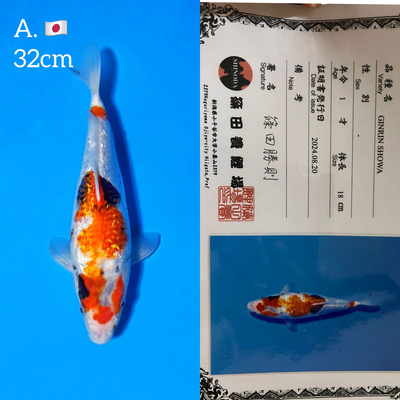 Lelang Koi Online, Jual Beli Ikan Koi, Pusat Jual Beli Koi, Info Lelang Koi Hari Ini, Platform Jual Beli Koi, Jual Beli Ikan Koi Online, Marketplace Ikan Koi, Jual Koi Terbaik, Tempat Beli Koi Berkualitas, Pasar Ikan Koi Online Terpercaya, Penjual Ikan Koi Terpercaya, Beli Koi Hias Online, Ikan Koi untuk Dijual, Koi Kualitas Terbaik, Toko Online Ikan Koi, Koi Hias Untuk Dijual, Jual Beli Ikan Koi Lokal, Koi Indonesia Online, Pusat Jual Beli Koi Terbesar