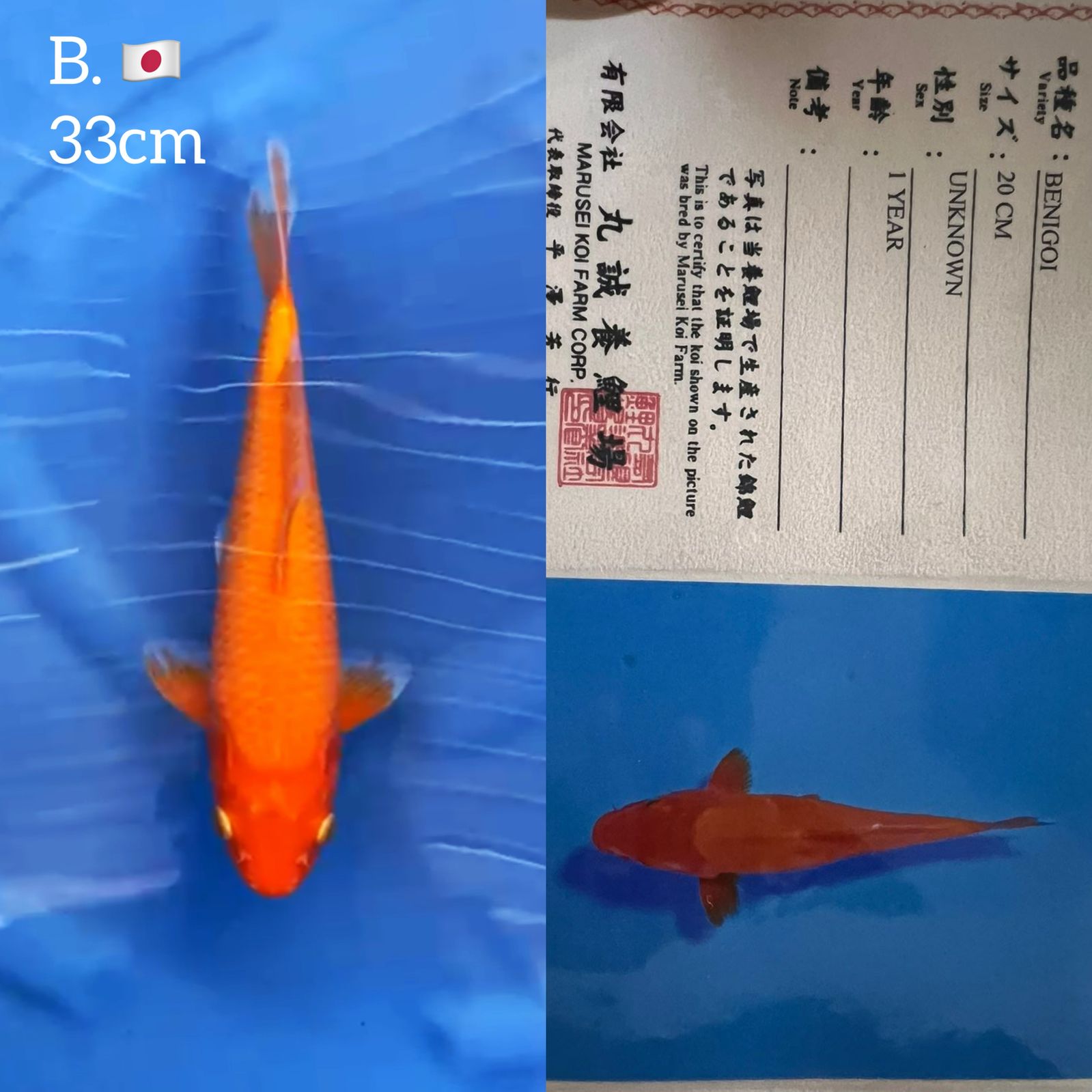 Lelang Koi Online, Jual Beli Ikan Koi, Pusat Jual Beli Koi, Info Lelang Koi Hari Ini, Platform Jual Beli Koi, Jual Beli Ikan Koi Online, Marketplace Ikan Koi, Jual Koi Terbaik, Tempat Beli Koi Berkualitas, Pasar Ikan Koi Online Terpercaya, Penjual Ikan Koi Terpercaya, Beli Koi Hias Online, Ikan Koi untuk Dijual, Koi Kualitas Terbaik, Toko Online Ikan Koi, Koi Hias Untuk Dijual, Jual Beli Ikan Koi Lokal, Koi Indonesia Online, Pusat Jual Beli Koi Terbesar