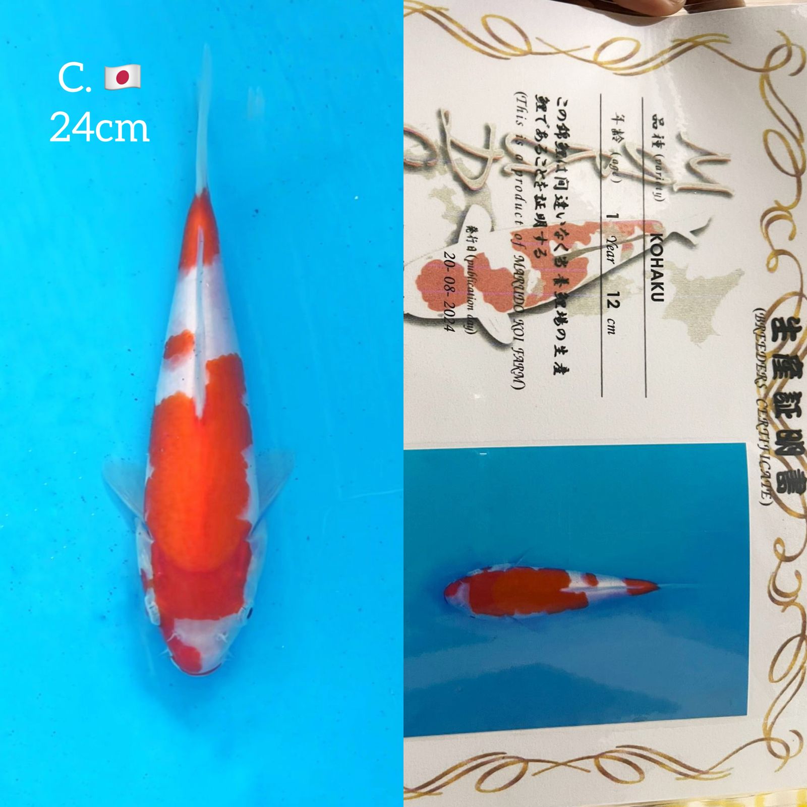 Lelang Koi Online, Jual Beli Ikan Koi, Pusat Jual Beli Koi, Info Lelang Koi Hari Ini, Platform Jual Beli Koi, Jual Beli Ikan Koi Online, Marketplace Ikan Koi, Jual Koi Terbaik, Tempat Beli Koi Berkualitas, Pasar Ikan Koi Online Terpercaya, Penjual Ikan Koi Terpercaya, Beli Koi Hias Online, Ikan Koi untuk Dijual, Koi Kualitas Terbaik, Toko Online Ikan Koi, Koi Hias Untuk Dijual, Jual Beli Ikan Koi Lokal, Koi Indonesia Online, Pusat Jual Beli Koi Terbesar