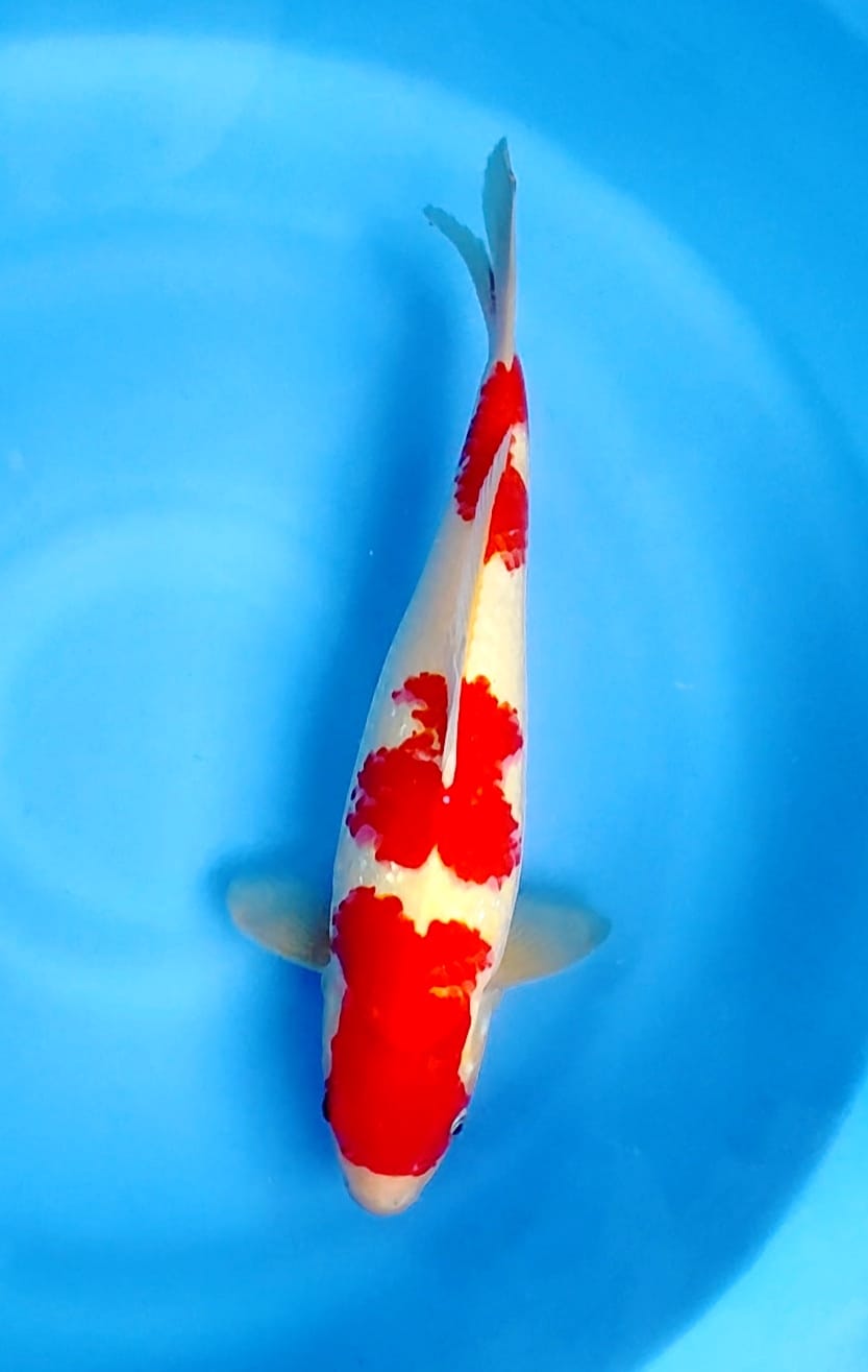 Ikan Koi KOHAKU FAMEL 38cm, lelang koi KOHAKU FAMEL 38cm, jual koi KOHAKU FAMEL 38cm, beli koi KOHAKU FAMEL 38cm, Lelang Koi Online, Jual Beli Ikan Koi, Pusat Jual Beli Koi, Info Lelang Koi Hari Ini, Platform Jual Beli Koi, Jual Beli Ikan Koi Online, Marketplace Ikan Koi, Jual Koi Terbaik, Tempat Beli Koi Berkualitas, Pasar Ikan Koi Online Terpercaya, Penjual Ikan Koi Terpercaya, Beli Koi Hias Online, Ikan Koi untuk Dijual, Koi Kualitas Terbaik, Toko Online Ikan Koi, Koi Hias Untuk Dijual, Jual Beli Ikan Koi Lokal, Koi Indonesia Online, Pusat Jual Beli Koi Terbesar