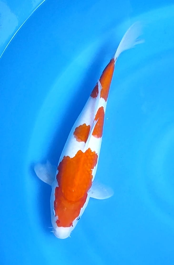 Lelang Koi Online, Jual Beli Ikan Koi, Pusat Jual Beli Koi, Info Lelang Koi Hari Ini, Platform Jual Beli Koi, Jual Beli Ikan Koi Online, Marketplace Ikan Koi, Jual Koi Terbaik, Tempat Beli Koi Berkualitas, Pasar Ikan Koi Online Terpercaya, Penjual Ikan Koi Terpercaya, Beli Koi Hias Online, Ikan Koi untuk Dijual, Koi Kualitas Terbaik, Toko Online Ikan Koi, Koi Hias Untuk Dijual, Jual Beli Ikan Koi Lokal, Koi Indonesia Online, Pusat Jual Beli Koi Terbesar