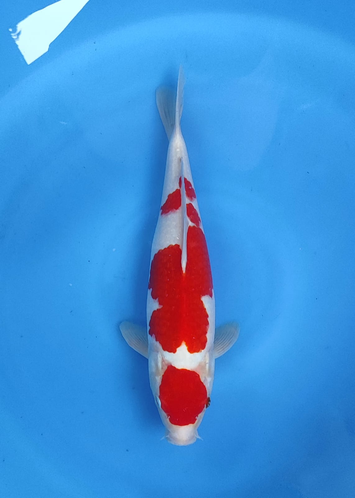 Lelang Koi Online, Jual Beli Ikan Koi, Pusat Jual Beli Koi, Info Lelang Koi Hari Ini, Platform Jual Beli Koi, Jual Beli Ikan Koi Online, Marketplace Ikan Koi, Jual Koi Terbaik, Tempat Beli Koi Berkualitas, Pasar Ikan Koi Online Terpercaya, Penjual Ikan Koi Terpercaya, Beli Koi Hias Online, Ikan Koi untuk Dijual, Koi Kualitas Terbaik, Toko Online Ikan Koi, Koi Hias Untuk Dijual, Jual Beli Ikan Koi Lokal, Koi Indonesia Online, Pusat Jual Beli Koi Terbesar