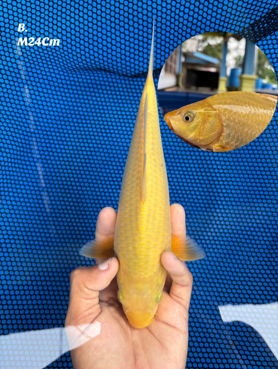 Lelang Koi Online, Jual Beli Ikan Koi, Pusat Jual Beli Koi, Info Lelang Koi Hari Ini, Platform Jual Beli Koi, Jual Beli Ikan Koi Online, Marketplace Ikan Koi, Jual Koi Terbaik, Tempat Beli Koi Berkualitas, Pasar Ikan Koi Online Terpercaya, Penjual Ikan Koi Terpercaya, Beli Koi Hias Online, Ikan Koi untuk Dijual, Koi Kualitas Terbaik, Toko Online Ikan Koi, Koi Hias Untuk Dijual, Jual Beli Ikan Koi Lokal, Koi Indonesia Online, Pusat Jual Beli Koi Terbesar