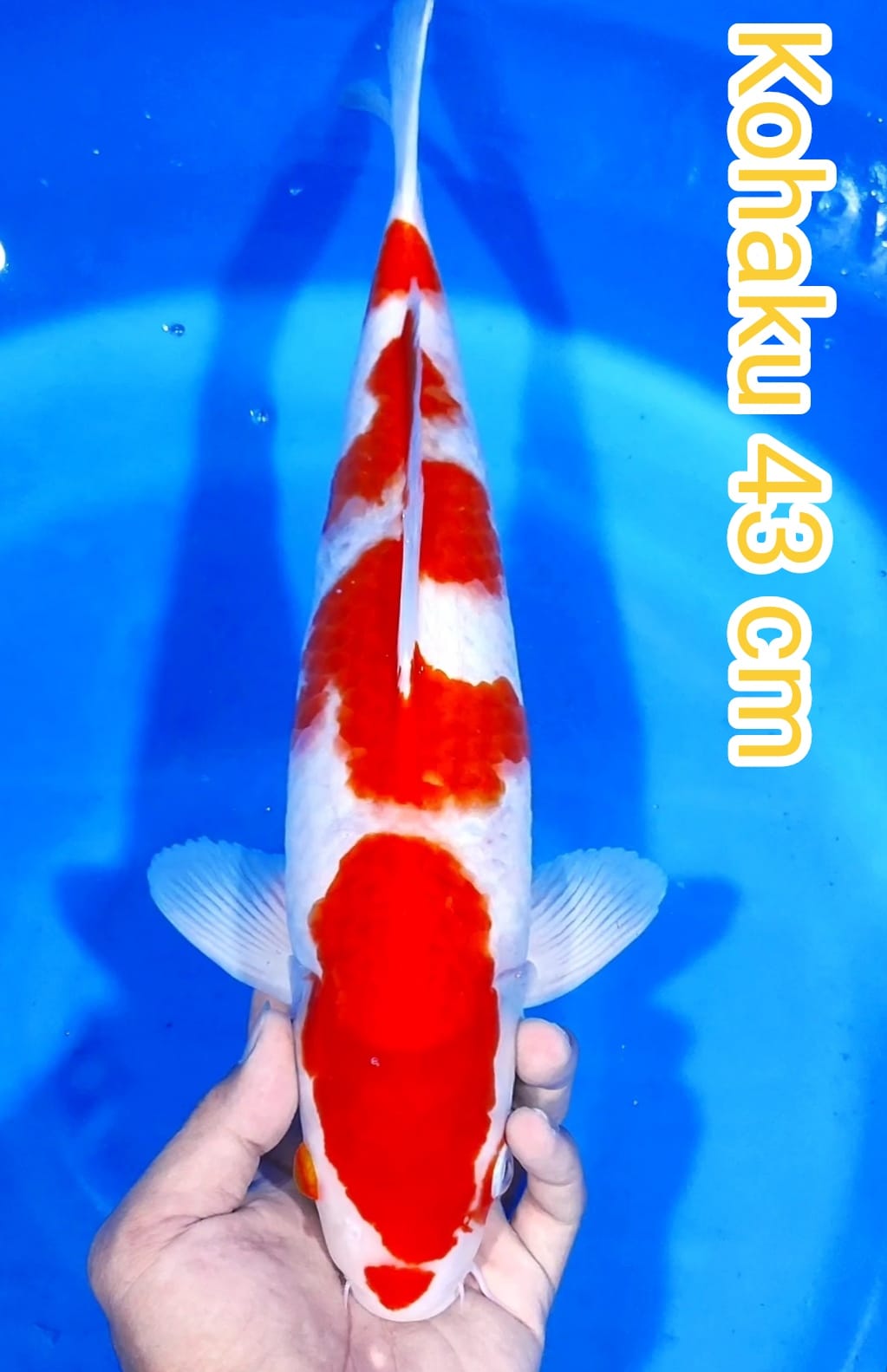 Lelang Koi Online, Jual Beli Ikan Koi, Pusat Jual Beli Koi, Info Lelang Koi Hari Ini, Platform Jual Beli Koi, Jual Beli Ikan Koi Online, Marketplace Ikan Koi, Jual Koi Terbaik, Tempat Beli Koi Berkualitas, Pasar Ikan Koi Online Terpercaya, Penjual Ikan Koi Terpercaya, Beli Koi Hias Online, Ikan Koi untuk Dijual, Koi Kualitas Terbaik, Toko Online Ikan Koi, Koi Hias Untuk Dijual, Jual Beli Ikan Koi Lokal, Koi Indonesia Online, Pusat Jual Beli Koi Terbesar