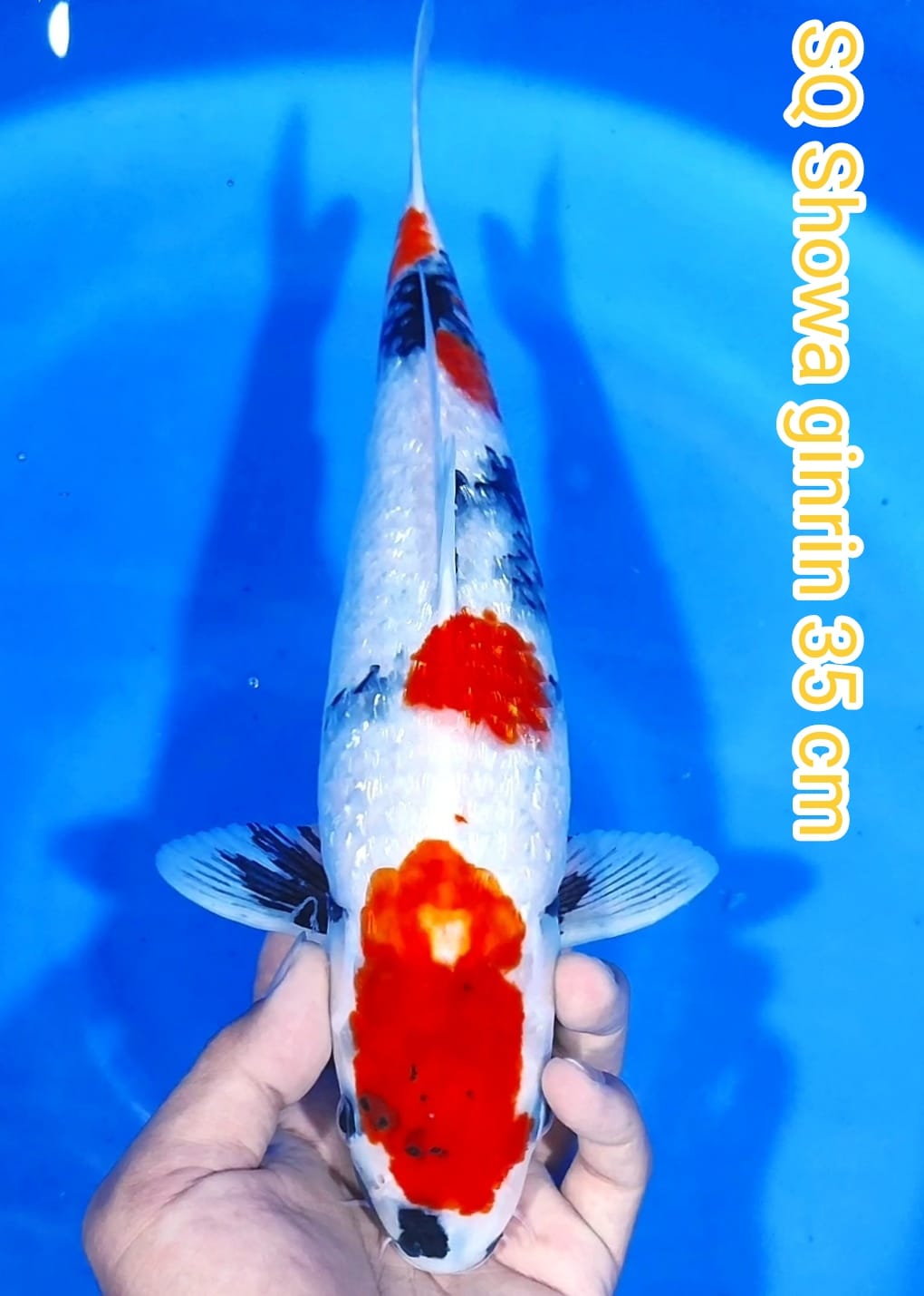 Lelang Koi Online, Jual Beli Ikan Koi, Pusat Jual Beli Koi, Info Lelang Koi Hari Ini, Platform Jual Beli Koi, Jual Beli Ikan Koi Online, Marketplace Ikan Koi, Jual Koi Terbaik, Tempat Beli Koi Berkualitas, Pasar Ikan Koi Online Terpercaya, Penjual Ikan Koi Terpercaya, Beli Koi Hias Online, Ikan Koi untuk Dijual, Koi Kualitas Terbaik, Toko Online Ikan Koi, Koi Hias Untuk Dijual, Jual Beli Ikan Koi Lokal, Koi Indonesia Online, Pusat Jual Beli Koi Terbesar