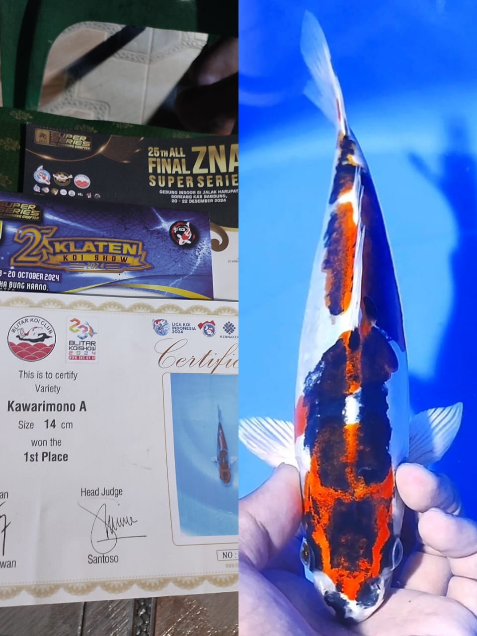 Ikan Koi KIKO 3 SERTIFIKAT 25cm, lelang koi KIKO 3 SERTIFIKAT 25cm, jual koi KIKO 3 SERTIFIKAT 25cm, beli koi KIKO 3 SERTIFIKAT 25cm, Lelang Koi Online, Jual Beli Ikan Koi, Pusat Jual Beli Koi, Info Lelang Koi Hari Ini, Platform Jual Beli Koi, Jual Beli Ikan Koi Online, Marketplace Ikan Koi, Jual Koi Terbaik, Tempat Beli Koi Berkualitas, Pasar Ikan Koi Online Terpercaya, Penjual Ikan Koi Terpercaya, Beli Koi Hias Online, Ikan Koi untuk Dijual, Koi Kualitas Terbaik, Toko Online Ikan Koi, Koi Hias Untuk Dijual, Jual Beli Ikan Koi Lokal, Koi Indonesia Online, Pusat Jual Beli Koi Terbesar