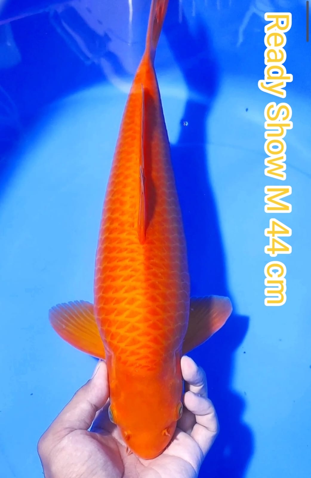 Lelang Koi Online, Jual Beli Ikan Koi, Pusat Jual Beli Koi, Info Lelang Koi Hari Ini, Platform Jual Beli Koi, Jual Beli Ikan Koi Online, Marketplace Ikan Koi, Jual Koi Terbaik, Tempat Beli Koi Berkualitas, Pasar Ikan Koi Online Terpercaya, Penjual Ikan Koi Terpercaya, Beli Koi Hias Online, Ikan Koi untuk Dijual, Koi Kualitas Terbaik, Toko Online Ikan Koi, Koi Hias Untuk Dijual, Jual Beli Ikan Koi Lokal, Koi Indonesia Online, Pusat Jual Beli Koi Terbesar