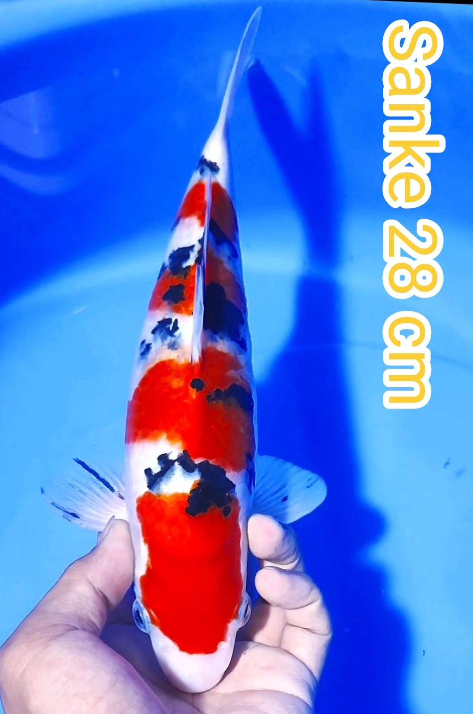 Lelang Koi Online, Jual Beli Ikan Koi, Pusat Jual Beli Koi, Info Lelang Koi Hari Ini, Platform Jual Beli Koi, Jual Beli Ikan Koi Online, Marketplace Ikan Koi, Jual Koi Terbaik, Tempat Beli Koi Berkualitas, Pasar Ikan Koi Online Terpercaya, Penjual Ikan Koi Terpercaya, Beli Koi Hias Online, Ikan Koi untuk Dijual, Koi Kualitas Terbaik, Toko Online Ikan Koi, Koi Hias Untuk Dijual, Jual Beli Ikan Koi Lokal, Koi Indonesia Online, Pusat Jual Beli Koi Terbesar