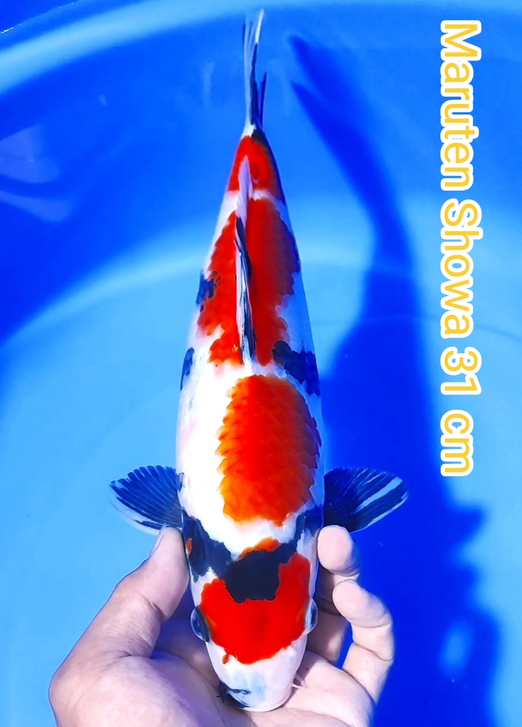 Lelang Koi Online, Jual Beli Ikan Koi, Pusat Jual Beli Koi, Info Lelang Koi Hari Ini, Platform Jual Beli Koi, Jual Beli Ikan Koi Online, Marketplace Ikan Koi, Jual Koi Terbaik, Tempat Beli Koi Berkualitas, Pasar Ikan Koi Online Terpercaya, Penjual Ikan Koi Terpercaya, Beli Koi Hias Online, Ikan Koi untuk Dijual, Koi Kualitas Terbaik, Toko Online Ikan Koi, Koi Hias Untuk Dijual, Jual Beli Ikan Koi Lokal, Koi Indonesia Online, Pusat Jual Beli Koi Terbesar