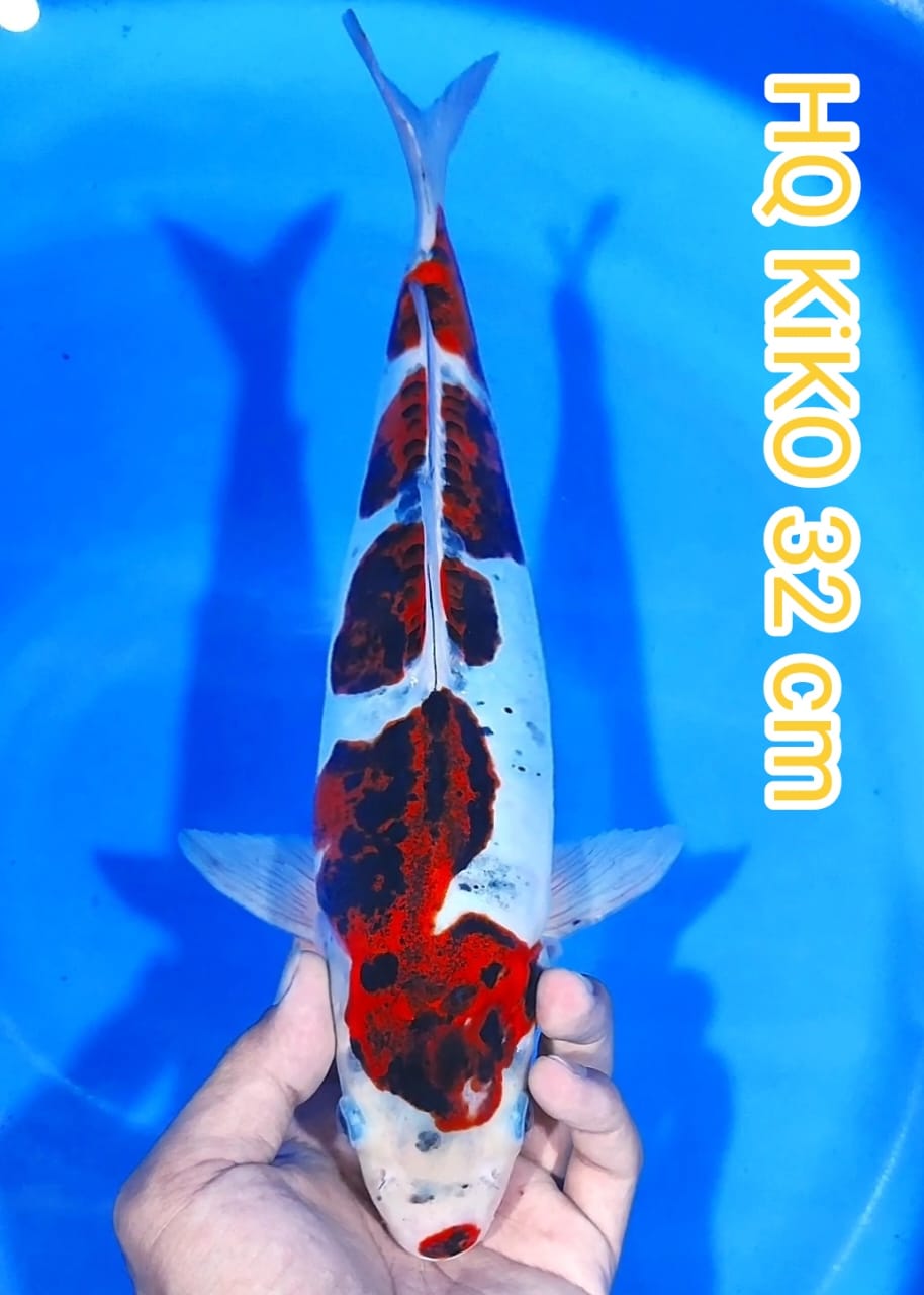 Ikan Koi HQ KIKO 32cm, lelang koi HQ KIKO 32cm, jual koi HQ KIKO 32cm, beli koi HQ KIKO 32cm, Lelang Koi Online, Jual Beli Ikan Koi, Pusat Jual Beli Koi, Info Lelang Koi Hari Ini, Platform Jual Beli Koi, Jual Beli Ikan Koi Online, Marketplace Ikan Koi, Jual Koi Terbaik, Tempat Beli Koi Berkualitas, Pasar Ikan Koi Online Terpercaya, Penjual Ikan Koi Terpercaya, Beli Koi Hias Online, Ikan Koi untuk Dijual, Koi Kualitas Terbaik, Toko Online Ikan Koi, Koi Hias Untuk Dijual, Jual Beli Ikan Koi Lokal, Koi Indonesia Online, Pusat Jual Beli Koi Terbesar