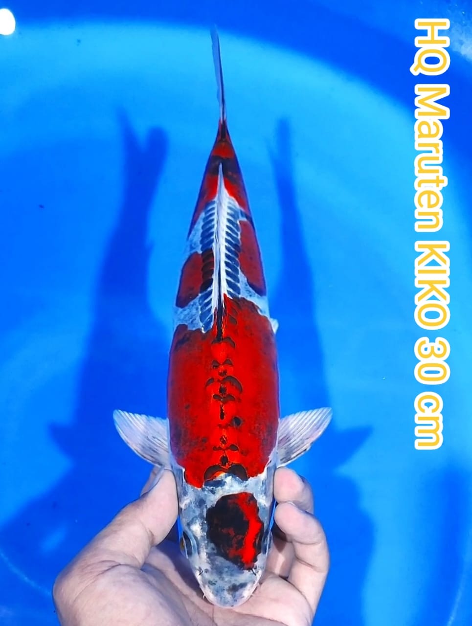 Lelang Koi Online, Jual Beli Ikan Koi, Pusat Jual Beli Koi, Info Lelang Koi Hari Ini, Platform Jual Beli Koi, Jual Beli Ikan Koi Online, Marketplace Ikan Koi, Jual Koi Terbaik, Tempat Beli Koi Berkualitas, Pasar Ikan Koi Online Terpercaya, Penjual Ikan Koi Terpercaya, Beli Koi Hias Online, Ikan Koi untuk Dijual, Koi Kualitas Terbaik, Toko Online Ikan Koi, Koi Hias Untuk Dijual, Jual Beli Ikan Koi Lokal, Koi Indonesia Online, Pusat Jual Beli Koi Terbesar