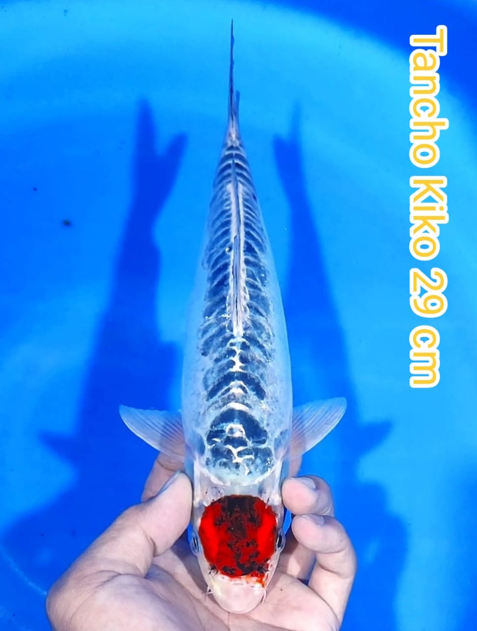 Lelang Koi Online, Jual Beli Ikan Koi, Pusat Jual Beli Koi, Info Lelang Koi Hari Ini, Platform Jual Beli Koi, Jual Beli Ikan Koi Online, Marketplace Ikan Koi, Jual Koi Terbaik, Tempat Beli Koi Berkualitas, Pasar Ikan Koi Online Terpercaya, Penjual Ikan Koi Terpercaya, Beli Koi Hias Online, Ikan Koi untuk Dijual, Koi Kualitas Terbaik, Toko Online Ikan Koi, Koi Hias Untuk Dijual, Jual Beli Ikan Koi Lokal, Koi Indonesia Online, Pusat Jual Beli Koi Terbesar