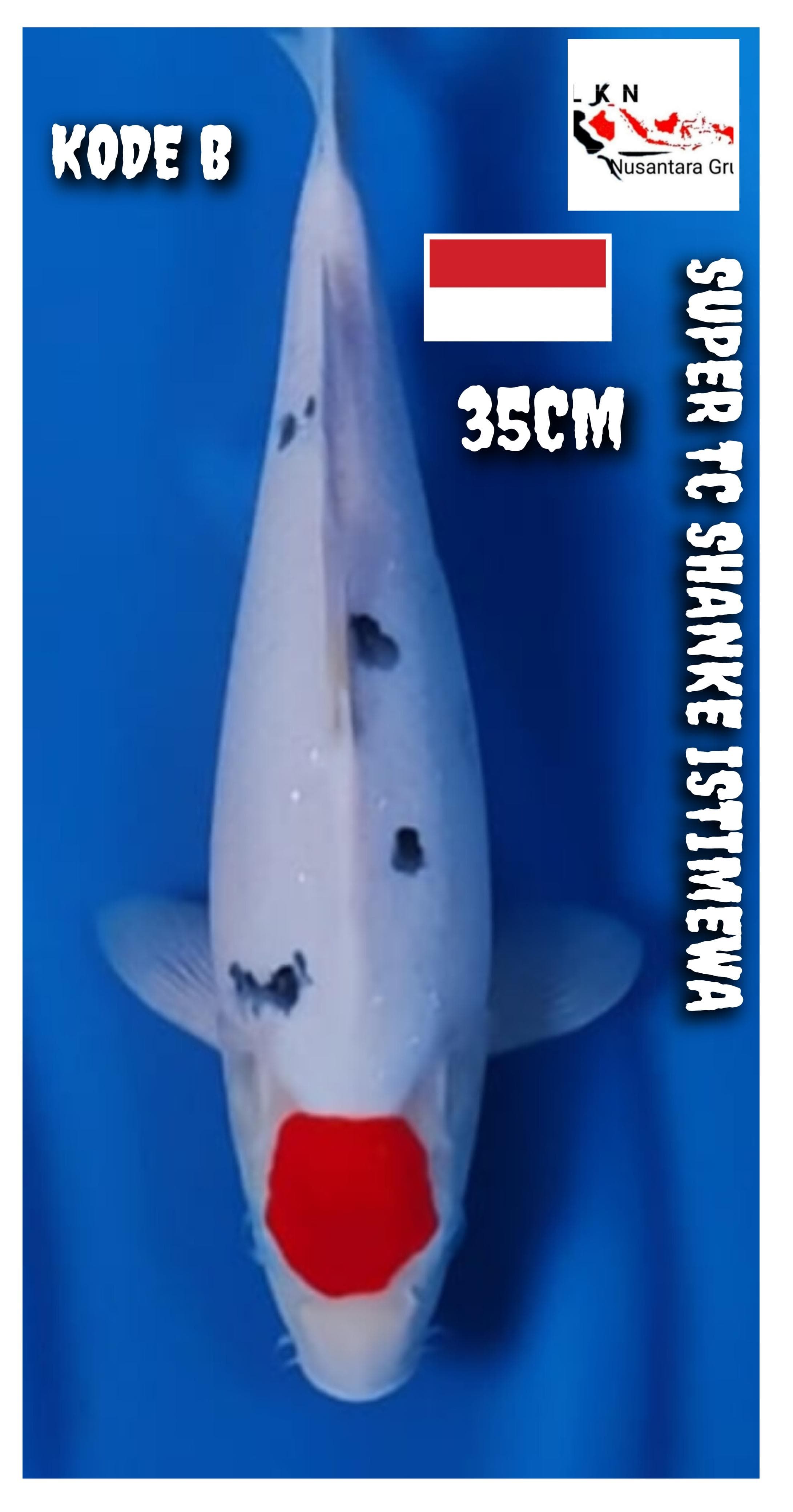 Lelang Koi Online, Jual Beli Ikan Koi, Pusat Jual Beli Koi, Info Lelang Koi Hari Ini, Platform Jual Beli Koi, Jual Beli Ikan Koi Online, Marketplace Ikan Koi, Jual Koi Terbaik, Tempat Beli Koi Berkualitas, Pasar Ikan Koi Online Terpercaya, Penjual Ikan Koi Terpercaya, Beli Koi Hias Online, Ikan Koi untuk Dijual, Koi Kualitas Terbaik, Toko Online Ikan Koi, Koi Hias Untuk Dijual, Jual Beli Ikan Koi Lokal, Koi Indonesia Online, Pusat Jual Beli Koi Terbesar