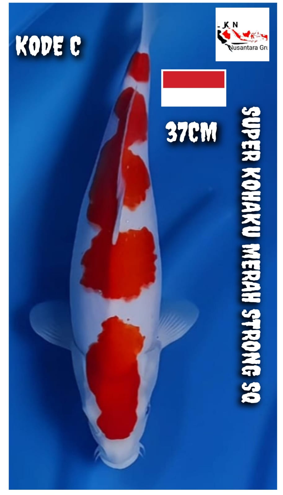 Lelang Koi Online, Jual Beli Ikan Koi, Pusat Jual Beli Koi, Info Lelang Koi Hari Ini, Platform Jual Beli Koi, Jual Beli Ikan Koi Online, Marketplace Ikan Koi, Jual Koi Terbaik, Tempat Beli Koi Berkualitas, Pasar Ikan Koi Online Terpercaya, Penjual Ikan Koi Terpercaya, Beli Koi Hias Online, Ikan Koi untuk Dijual, Koi Kualitas Terbaik, Toko Online Ikan Koi, Koi Hias Untuk Dijual, Jual Beli Ikan Koi Lokal, Koi Indonesia Online, Pusat Jual Beli Koi Terbesar