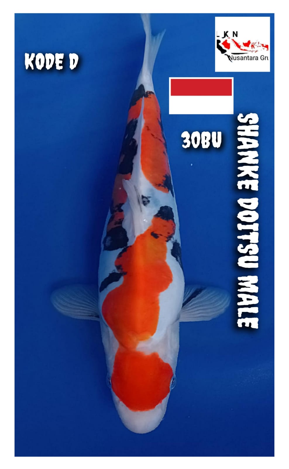 Lelang Koi Online, Jual Beli Ikan Koi, Pusat Jual Beli Koi, Info Lelang Koi Hari Ini, Platform Jual Beli Koi, Jual Beli Ikan Koi Online, Marketplace Ikan Koi, Jual Koi Terbaik, Tempat Beli Koi Berkualitas, Pasar Ikan Koi Online Terpercaya, Penjual Ikan Koi Terpercaya, Beli Koi Hias Online, Ikan Koi untuk Dijual, Koi Kualitas Terbaik, Toko Online Ikan Koi, Koi Hias Untuk Dijual, Jual Beli Ikan Koi Lokal, Koi Indonesia Online, Pusat Jual Beli Koi Terbesar