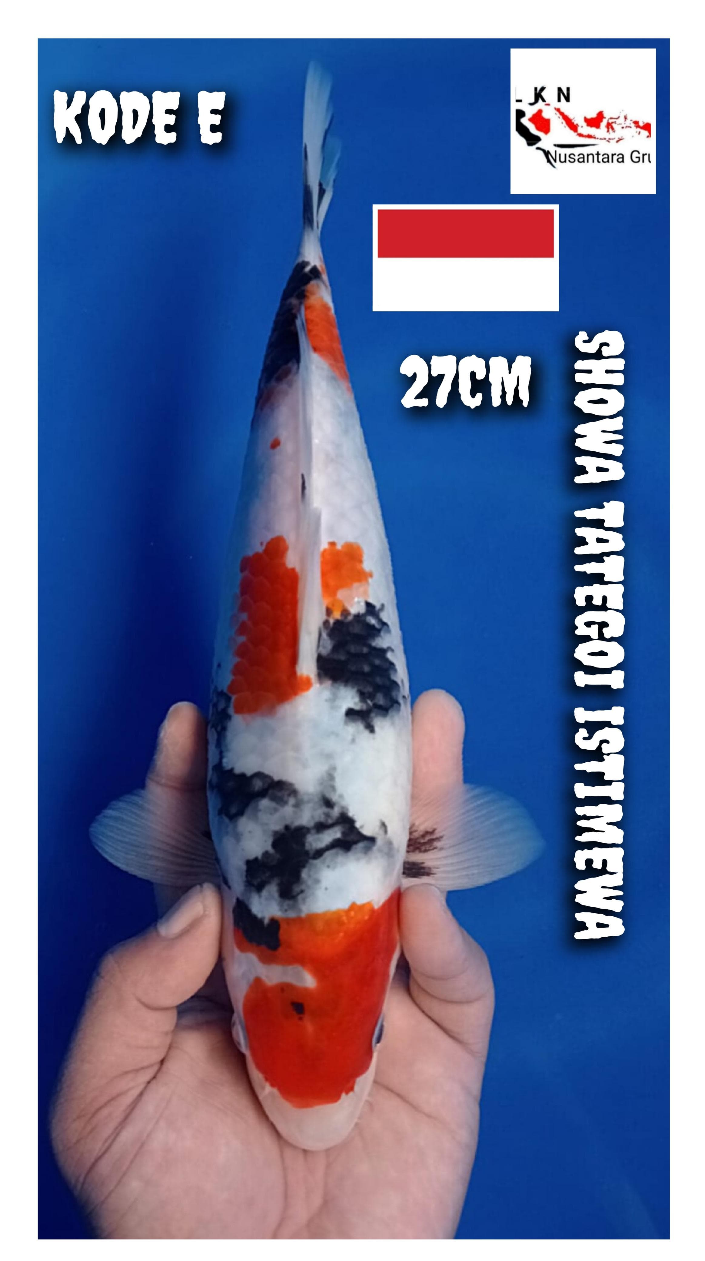 Lelang Koi Online, Jual Beli Ikan Koi, Pusat Jual Beli Koi, Info Lelang Koi Hari Ini, Platform Jual Beli Koi, Jual Beli Ikan Koi Online, Marketplace Ikan Koi, Jual Koi Terbaik, Tempat Beli Koi Berkualitas, Pasar Ikan Koi Online Terpercaya, Penjual Ikan Koi Terpercaya, Beli Koi Hias Online, Ikan Koi untuk Dijual, Koi Kualitas Terbaik, Toko Online Ikan Koi, Koi Hias Untuk Dijual, Jual Beli Ikan Koi Lokal, Koi Indonesia Online, Pusat Jual Beli Koi Terbesar