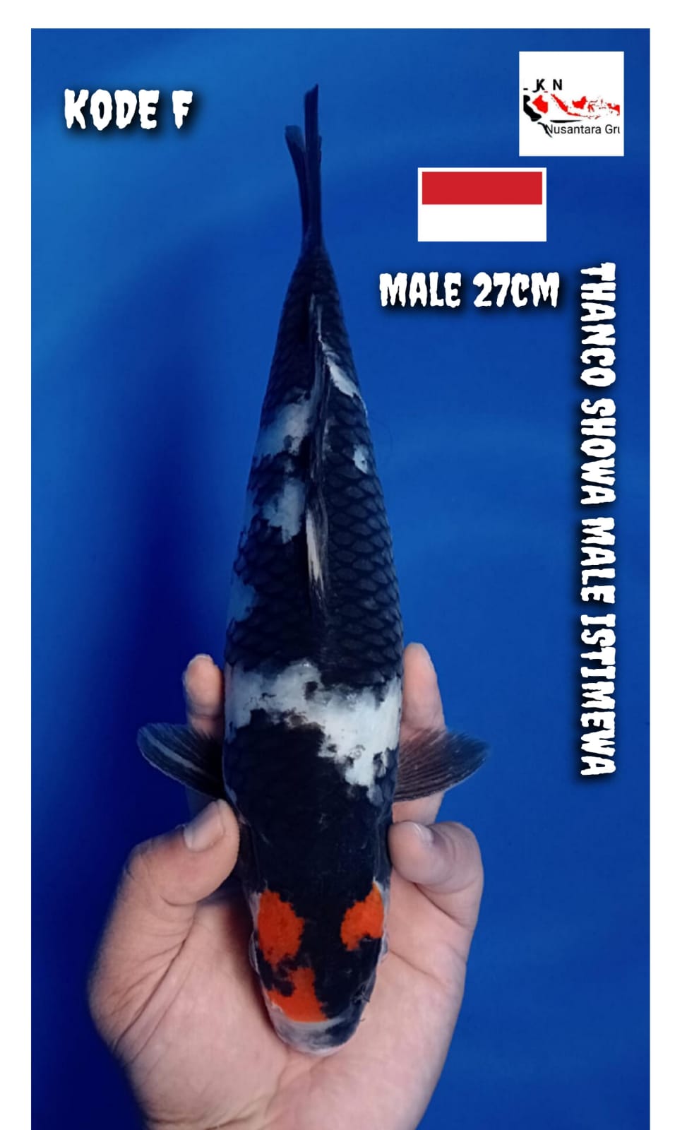 Lelang Koi Online, Jual Beli Ikan Koi, Pusat Jual Beli Koi, Info Lelang Koi Hari Ini, Platform Jual Beli Koi, Jual Beli Ikan Koi Online, Marketplace Ikan Koi, Jual Koi Terbaik, Tempat Beli Koi Berkualitas, Pasar Ikan Koi Online Terpercaya, Penjual Ikan Koi Terpercaya, Beli Koi Hias Online, Ikan Koi untuk Dijual, Koi Kualitas Terbaik, Toko Online Ikan Koi, Koi Hias Untuk Dijual, Jual Beli Ikan Koi Lokal, Koi Indonesia Online, Pusat Jual Beli Koi Terbesar