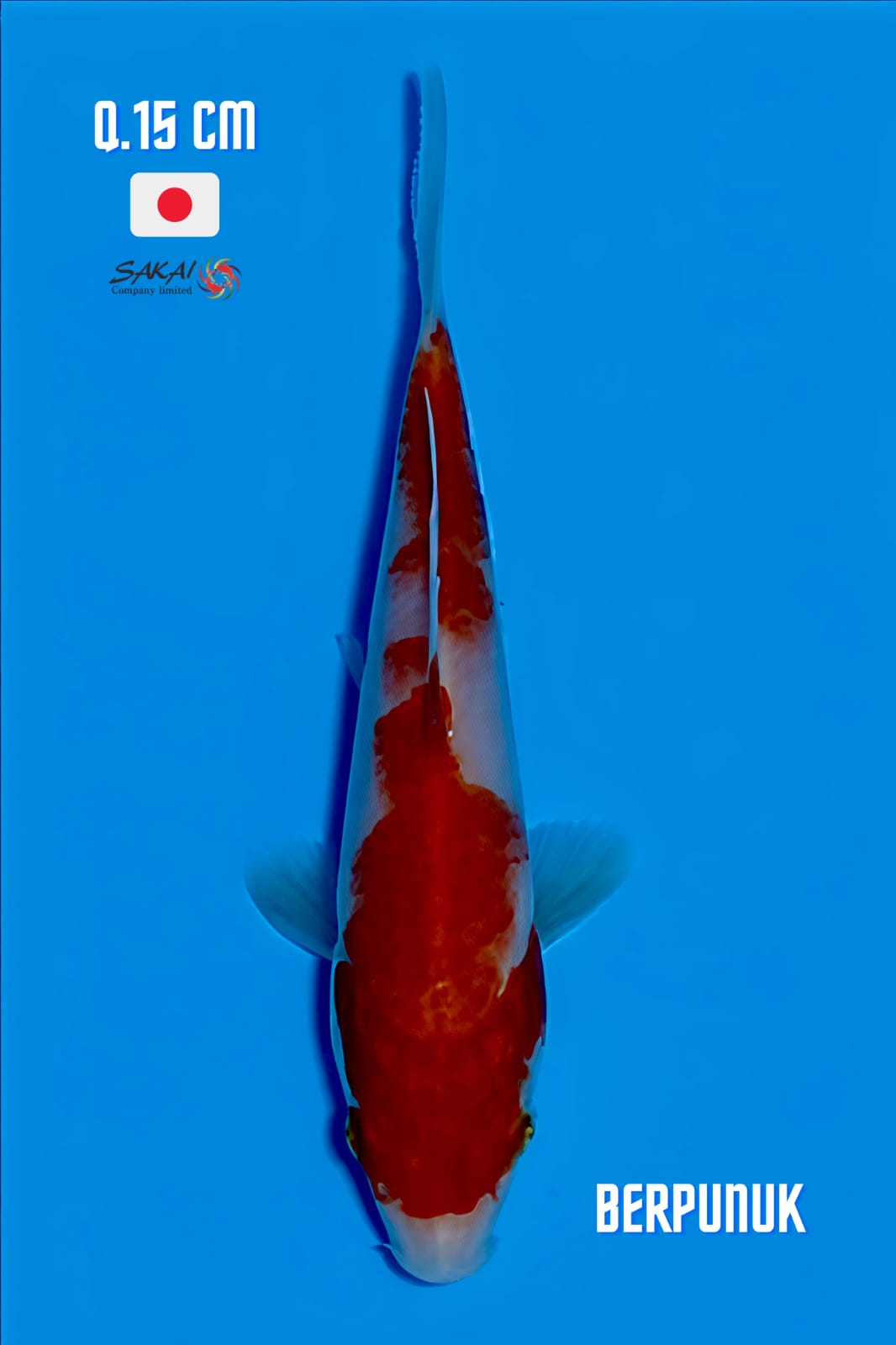 Lelang Koi Online, Jual Beli Ikan Koi, Pusat Jual Beli Koi, Info Lelang Koi Hari Ini, Platform Jual Beli Koi, Jual Beli Ikan Koi Online, Marketplace Ikan Koi, Jual Koi Terbaik, Tempat Beli Koi Berkualitas, Pasar Ikan Koi Online Terpercaya, Penjual Ikan Koi Terpercaya, Beli Koi Hias Online, Ikan Koi untuk Dijual, Koi Kualitas Terbaik, Toko Online Ikan Koi, Koi Hias Untuk Dijual, Jual Beli Ikan Koi Lokal, Koi Indonesia Online, Pusat Jual Beli Koi Terbesar