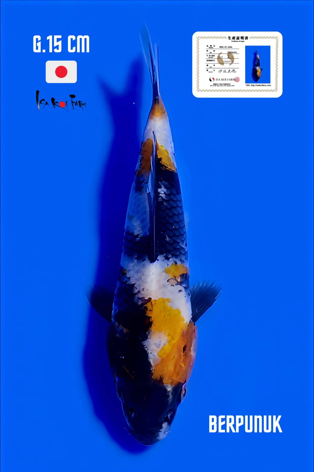 Lelang Koi Online, Jual Beli Ikan Koi, Pusat Jual Beli Koi, Info Lelang Koi Hari Ini, Platform Jual Beli Koi, Jual Beli Ikan Koi Online, Marketplace Ikan Koi, Jual Koi Terbaik, Tempat Beli Koi Berkualitas, Pasar Ikan Koi Online Terpercaya, Penjual Ikan Koi Terpercaya, Beli Koi Hias Online, Ikan Koi untuk Dijual, Koi Kualitas Terbaik, Toko Online Ikan Koi, Koi Hias Untuk Dijual, Jual Beli Ikan Koi Lokal, Koi Indonesia Online, Pusat Jual Beli Koi Terbesar