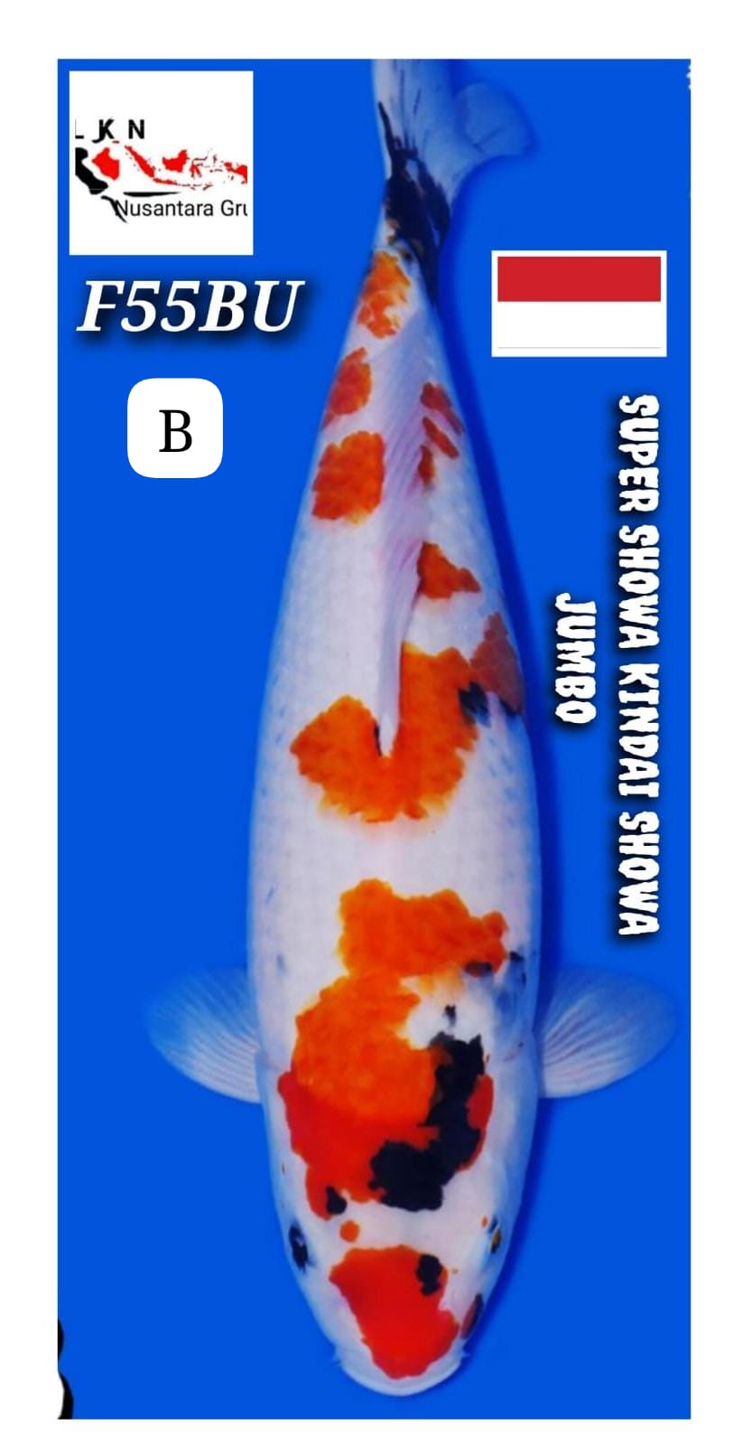 Lelang Koi Online, Jual Beli Ikan Koi, Pusat Jual Beli Koi, Info Lelang Koi Hari Ini, Platform Jual Beli Koi, Jual Beli Ikan Koi Online, Marketplace Ikan Koi, Jual Koi Terbaik, Tempat Beli Koi Berkualitas, Pasar Ikan Koi Online Terpercaya, Penjual Ikan Koi Terpercaya, Beli Koi Hias Online, Ikan Koi untuk Dijual, Koi Kualitas Terbaik, Toko Online Ikan Koi, Koi Hias Untuk Dijual, Jual Beli Ikan Koi Lokal, Koi Indonesia Online, Pusat Jual Beli Koi Terbesar