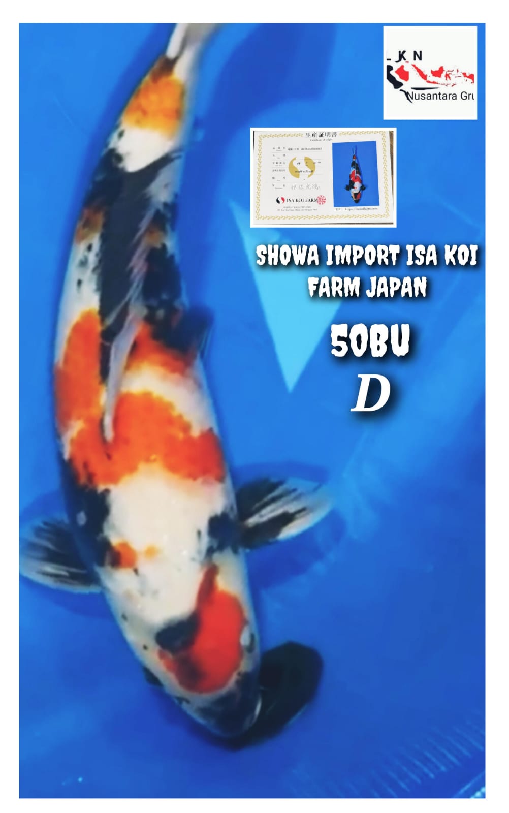 Lelang Koi Online, Jual Beli Ikan Koi, Pusat Jual Beli Koi, Info Lelang Koi Hari Ini, Platform Jual Beli Koi, Jual Beli Ikan Koi Online, Marketplace Ikan Koi, Jual Koi Terbaik, Tempat Beli Koi Berkualitas, Pasar Ikan Koi Online Terpercaya, Penjual Ikan Koi Terpercaya, Beli Koi Hias Online, Ikan Koi untuk Dijual, Koi Kualitas Terbaik, Toko Online Ikan Koi, Koi Hias Untuk Dijual, Jual Beli Ikan Koi Lokal, Koi Indonesia Online, Pusat Jual Beli Koi Terbesar