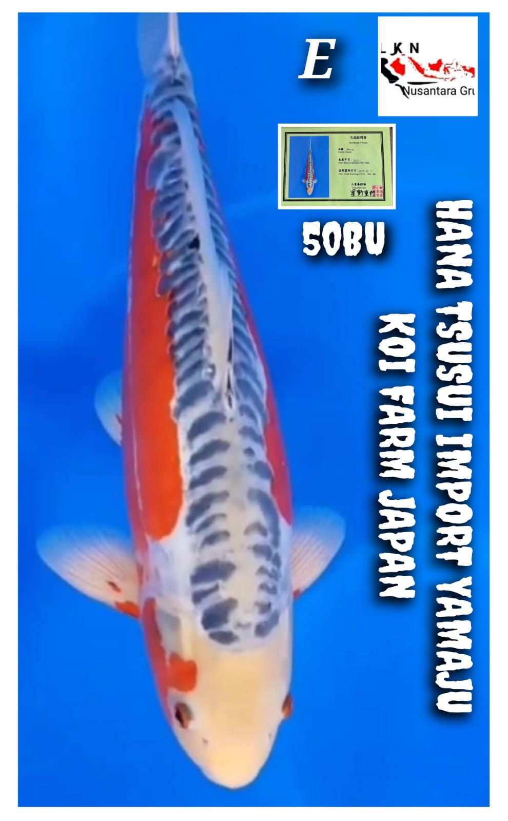 Lelang Koi Online, Jual Beli Ikan Koi, Pusat Jual Beli Koi, Info Lelang Koi Hari Ini, Platform Jual Beli Koi, Jual Beli Ikan Koi Online, Marketplace Ikan Koi, Jual Koi Terbaik, Tempat Beli Koi Berkualitas, Pasar Ikan Koi Online Terpercaya, Penjual Ikan Koi Terpercaya, Beli Koi Hias Online, Ikan Koi untuk Dijual, Koi Kualitas Terbaik, Toko Online Ikan Koi, Koi Hias Untuk Dijual, Jual Beli Ikan Koi Lokal, Koi Indonesia Online, Pusat Jual Beli Koi Terbesar
