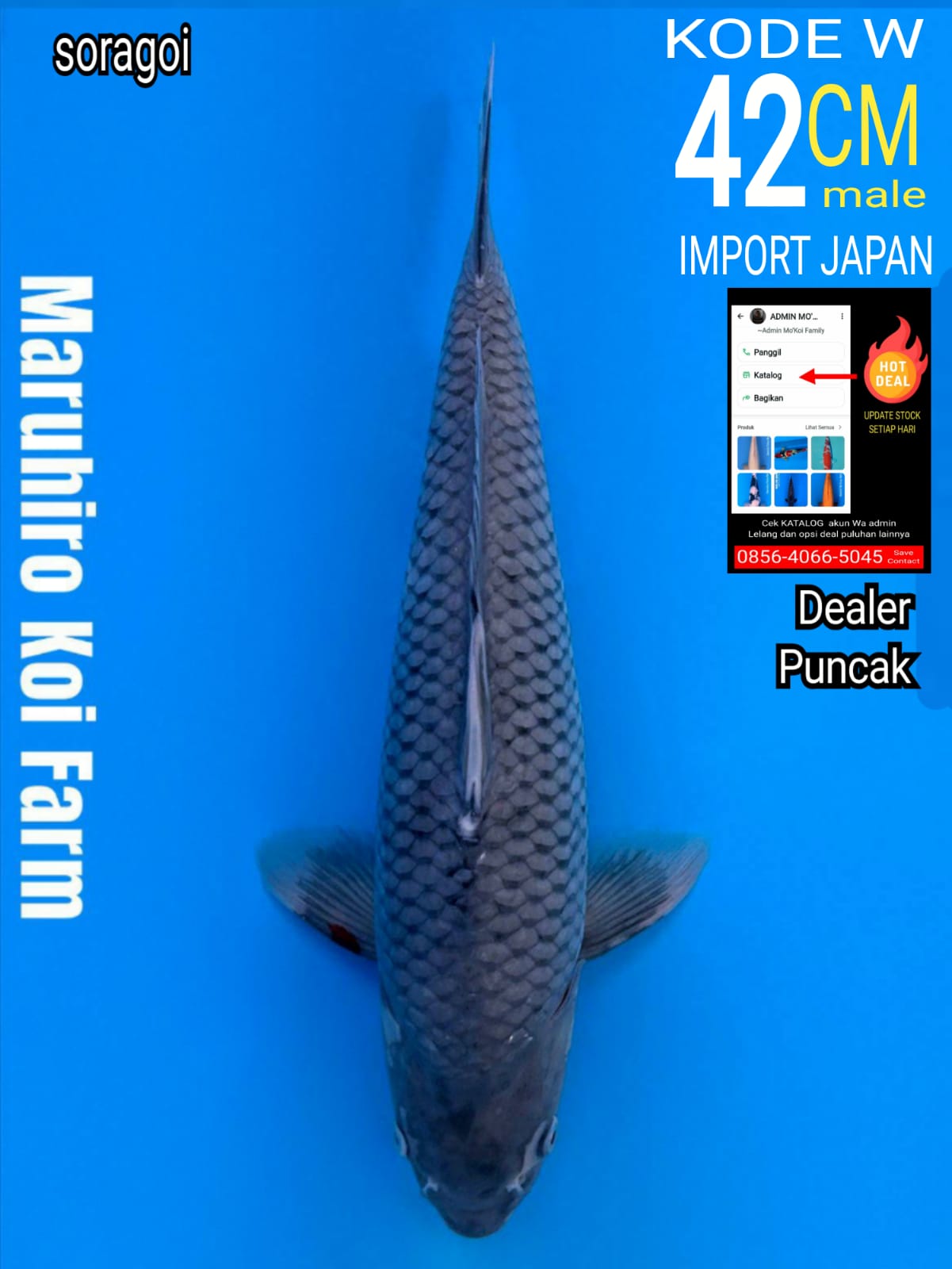 Lelang Koi Online, Jual Beli Ikan Koi, Pusat Jual Beli Koi, Info Lelang Koi Hari Ini, Platform Jual Beli Koi, Jual Beli Ikan Koi Online, Marketplace Ikan Koi, Jual Koi Terbaik, Tempat Beli Koi Berkualitas, Pasar Ikan Koi Online Terpercaya, Penjual Ikan Koi Terpercaya, Beli Koi Hias Online, Ikan Koi untuk Dijual, Koi Kualitas Terbaik, Toko Online Ikan Koi, Koi Hias Untuk Dijual, Jual Beli Ikan Koi Lokal, Koi Indonesia Online, Pusat Jual Beli Koi Terbesar