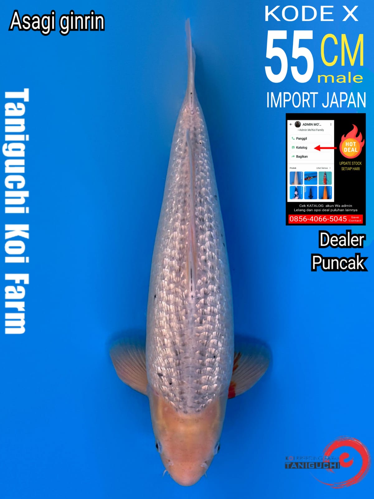 Lelang Koi Online, Jual Beli Ikan Koi, Pusat Jual Beli Koi, Info Lelang Koi Hari Ini, Platform Jual Beli Koi, Jual Beli Ikan Koi Online, Marketplace Ikan Koi, Jual Koi Terbaik, Tempat Beli Koi Berkualitas, Pasar Ikan Koi Online Terpercaya, Penjual Ikan Koi Terpercaya, Beli Koi Hias Online, Ikan Koi untuk Dijual, Koi Kualitas Terbaik, Toko Online Ikan Koi, Koi Hias Untuk Dijual, Jual Beli Ikan Koi Lokal, Koi Indonesia Online, Pusat Jual Beli Koi Terbesar