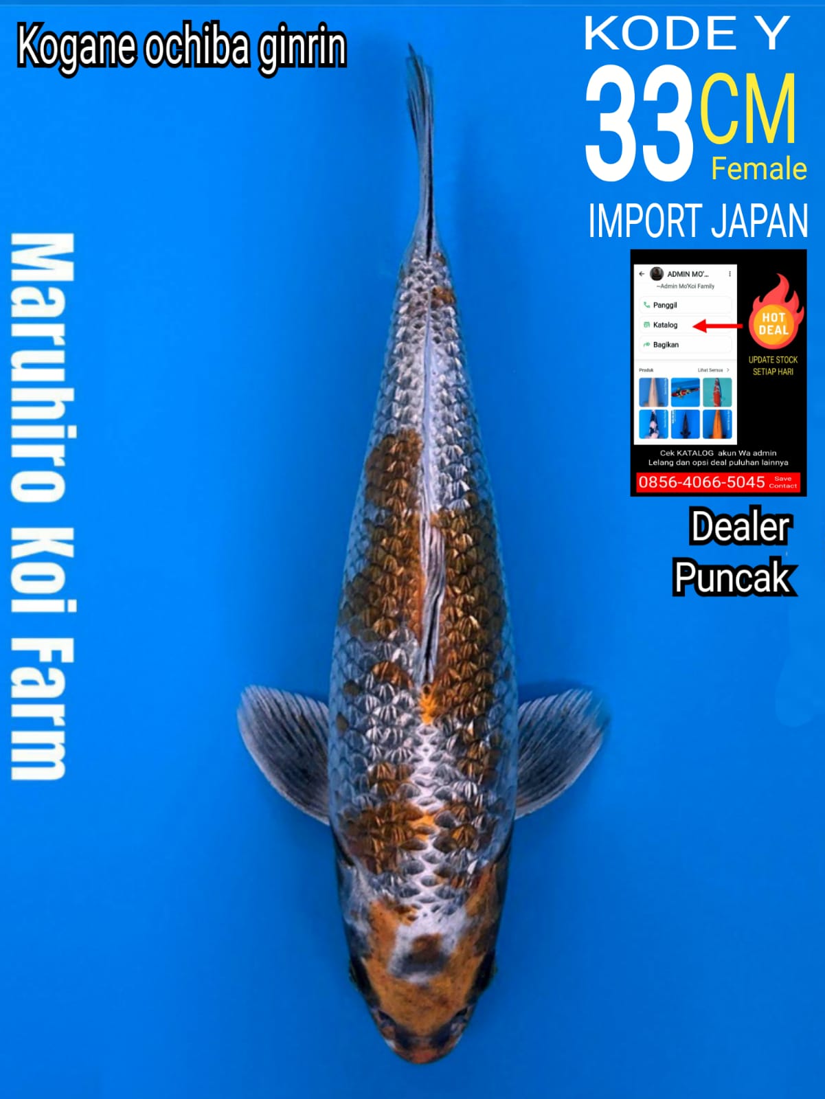Lelang Koi Online, Jual Beli Ikan Koi, Pusat Jual Beli Koi, Info Lelang Koi Hari Ini, Platform Jual Beli Koi, Jual Beli Ikan Koi Online, Marketplace Ikan Koi, Jual Koi Terbaik, Tempat Beli Koi Berkualitas, Pasar Ikan Koi Online Terpercaya, Penjual Ikan Koi Terpercaya, Beli Koi Hias Online, Ikan Koi untuk Dijual, Koi Kualitas Terbaik, Toko Online Ikan Koi, Koi Hias Untuk Dijual, Jual Beli Ikan Koi Lokal, Koi Indonesia Online, Pusat Jual Beli Koi Terbesar