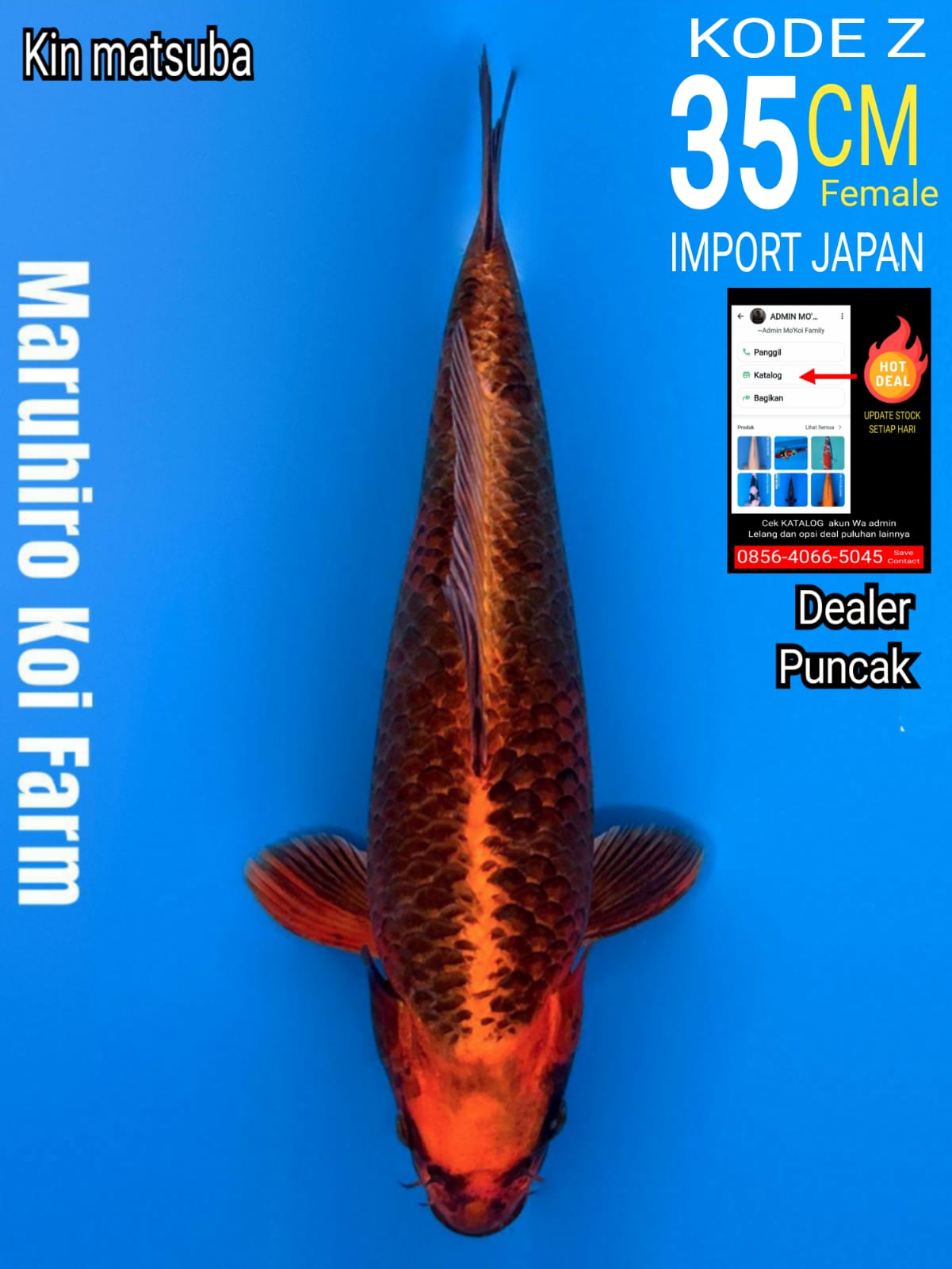Lelang Koi Online, Jual Beli Ikan Koi, Pusat Jual Beli Koi, Info Lelang Koi Hari Ini, Platform Jual Beli Koi, Jual Beli Ikan Koi Online, Marketplace Ikan Koi, Jual Koi Terbaik, Tempat Beli Koi Berkualitas, Pasar Ikan Koi Online Terpercaya, Penjual Ikan Koi Terpercaya, Beli Koi Hias Online, Ikan Koi untuk Dijual, Koi Kualitas Terbaik, Toko Online Ikan Koi, Koi Hias Untuk Dijual, Jual Beli Ikan Koi Lokal, Koi Indonesia Online, Pusat Jual Beli Koi Terbesar