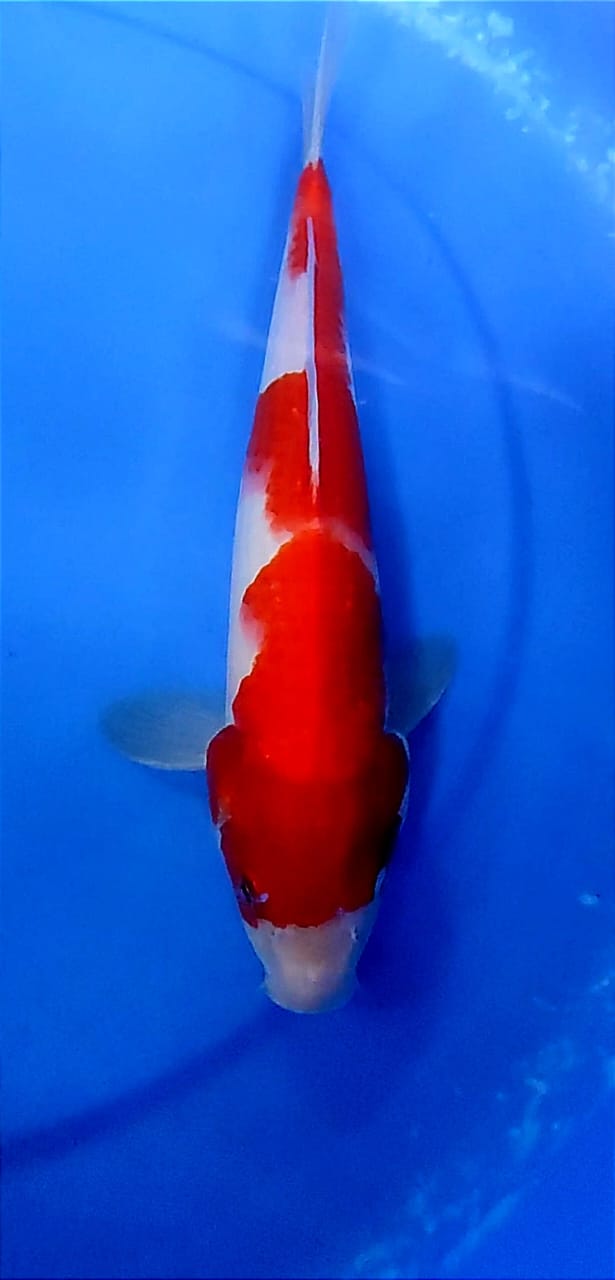 Lelang Koi Online, Jual Beli Ikan Koi, Pusat Jual Beli Koi, Info Lelang Koi Hari Ini, Platform Jual Beli Koi, Jual Beli Ikan Koi Online, Marketplace Ikan Koi, Jual Koi Terbaik, Tempat Beli Koi Berkualitas, Pasar Ikan Koi Online Terpercaya, Penjual Ikan Koi Terpercaya, Beli Koi Hias Online, Ikan Koi untuk Dijual, Koi Kualitas Terbaik, Toko Online Ikan Koi, Koi Hias Untuk Dijual, Jual Beli Ikan Koi Lokal, Koi Indonesia Online, Pusat Jual Beli Koi Terbesar