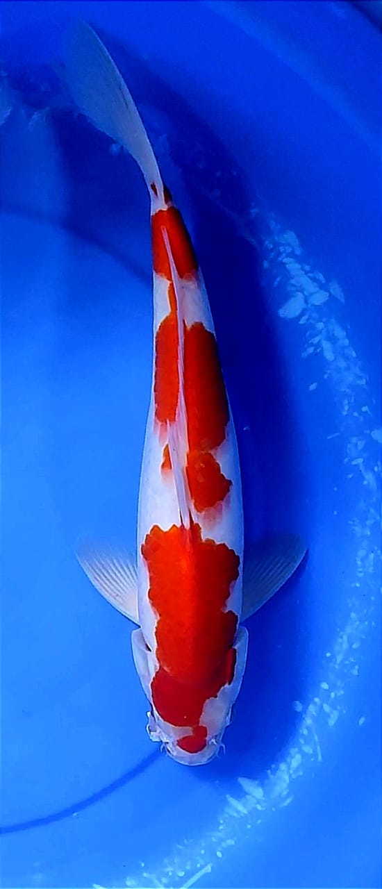 Lelang Koi Online, Jual Beli Ikan Koi, Pusat Jual Beli Koi, Info Lelang Koi Hari Ini, Platform Jual Beli Koi, Jual Beli Ikan Koi Online, Marketplace Ikan Koi, Jual Koi Terbaik, Tempat Beli Koi Berkualitas, Pasar Ikan Koi Online Terpercaya, Penjual Ikan Koi Terpercaya, Beli Koi Hias Online, Ikan Koi untuk Dijual, Koi Kualitas Terbaik, Toko Online Ikan Koi, Koi Hias Untuk Dijual, Jual Beli Ikan Koi Lokal, Koi Indonesia Online, Pusat Jual Beli Koi Terbesar