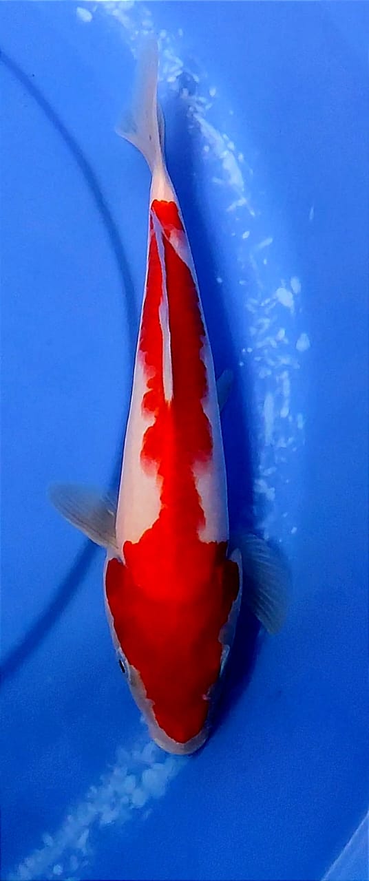 Lelang Koi Online, Jual Beli Ikan Koi, Pusat Jual Beli Koi, Info Lelang Koi Hari Ini, Platform Jual Beli Koi, Jual Beli Ikan Koi Online, Marketplace Ikan Koi, Jual Koi Terbaik, Tempat Beli Koi Berkualitas, Pasar Ikan Koi Online Terpercaya, Penjual Ikan Koi Terpercaya, Beli Koi Hias Online, Ikan Koi untuk Dijual, Koi Kualitas Terbaik, Toko Online Ikan Koi, Koi Hias Untuk Dijual, Jual Beli Ikan Koi Lokal, Koi Indonesia Online, Pusat Jual Beli Koi Terbesar