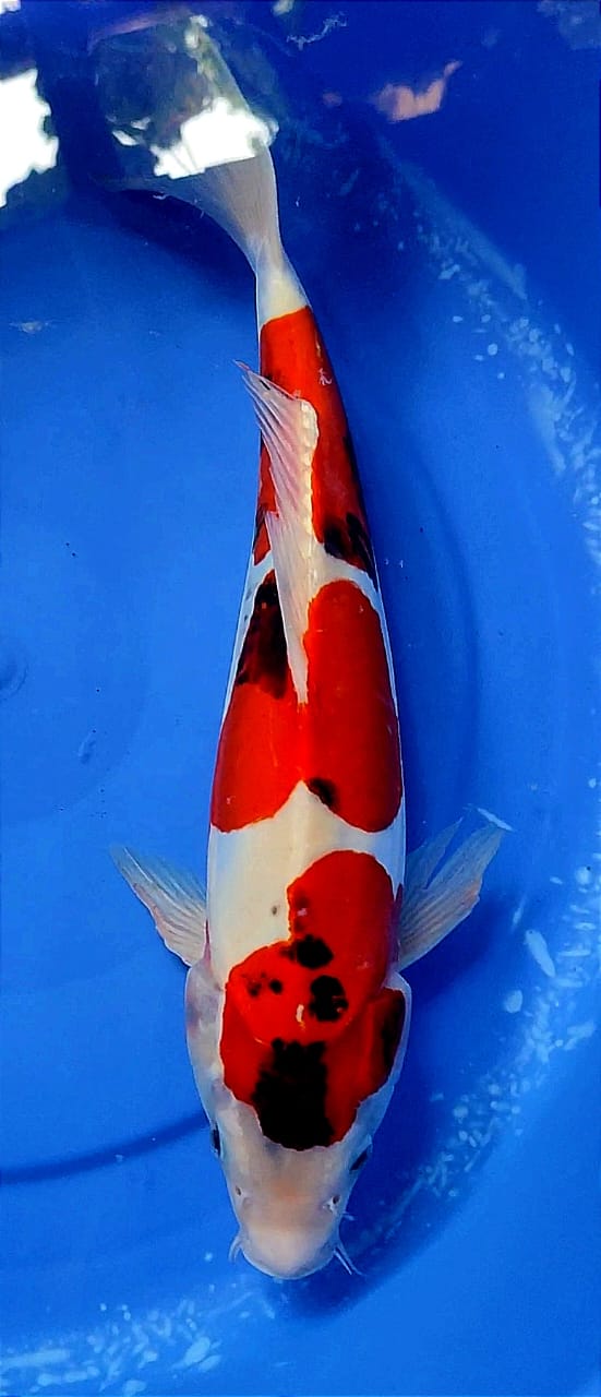 Lelang Koi Online, Jual Beli Ikan Koi, Pusat Jual Beli Koi, Info Lelang Koi Hari Ini, Platform Jual Beli Koi, Jual Beli Ikan Koi Online, Marketplace Ikan Koi, Jual Koi Terbaik, Tempat Beli Koi Berkualitas, Pasar Ikan Koi Online Terpercaya, Penjual Ikan Koi Terpercaya, Beli Koi Hias Online, Ikan Koi untuk Dijual, Koi Kualitas Terbaik, Toko Online Ikan Koi, Koi Hias Untuk Dijual, Jual Beli Ikan Koi Lokal, Koi Indonesia Online, Pusat Jual Beli Koi Terbesar