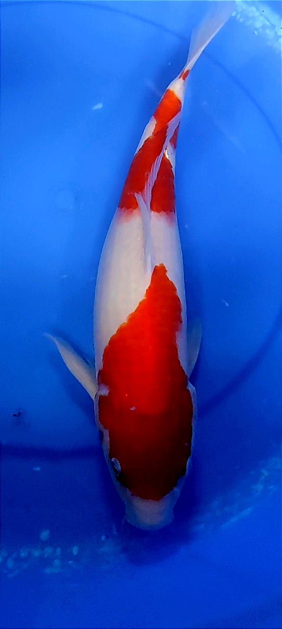 Lelang Koi Online, Jual Beli Ikan Koi, Pusat Jual Beli Koi, Info Lelang Koi Hari Ini, Platform Jual Beli Koi, Jual Beli Ikan Koi Online, Marketplace Ikan Koi, Jual Koi Terbaik, Tempat Beli Koi Berkualitas, Pasar Ikan Koi Online Terpercaya, Penjual Ikan Koi Terpercaya, Beli Koi Hias Online, Ikan Koi untuk Dijual, Koi Kualitas Terbaik, Toko Online Ikan Koi, Koi Hias Untuk Dijual, Jual Beli Ikan Koi Lokal, Koi Indonesia Online, Pusat Jual Beli Koi Terbesar