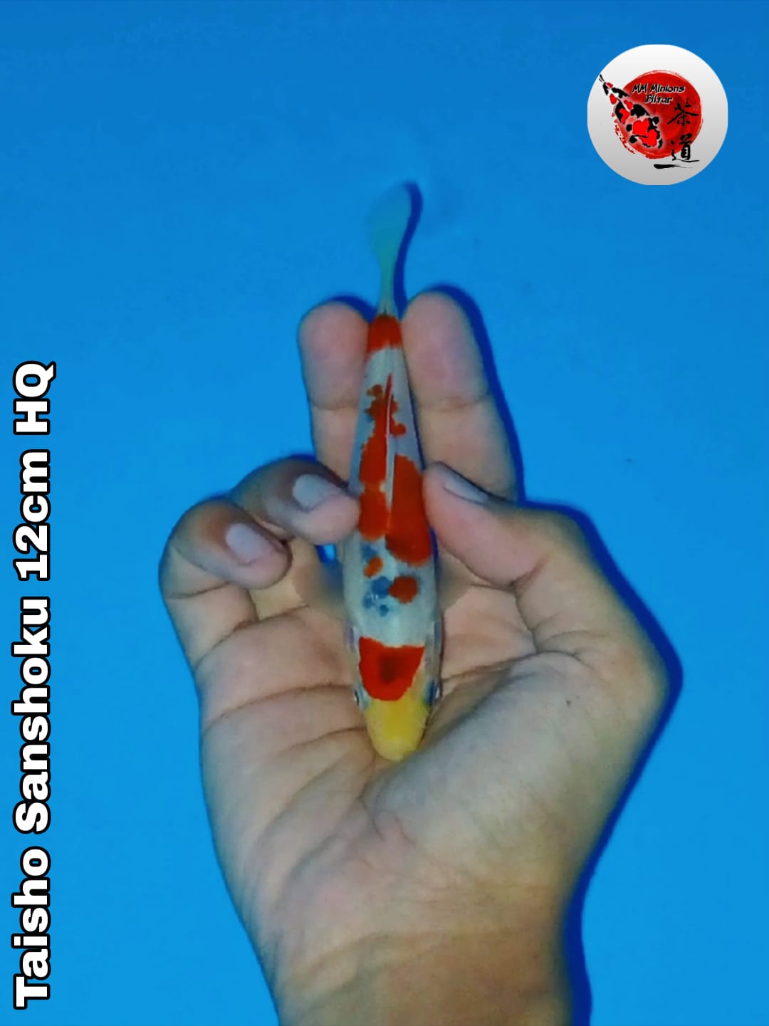 Lelang Koi Online, Jual Beli Ikan Koi, Pusat Jual Beli Koi, Info Lelang Koi Hari Ini, Platform Jual Beli Koi, Jual Beli Ikan Koi Online, Marketplace Ikan Koi, Jual Koi Terbaik, Tempat Beli Koi Berkualitas, Pasar Ikan Koi Online Terpercaya, Penjual Ikan Koi Terpercaya, Beli Koi Hias Online, Ikan Koi untuk Dijual, Koi Kualitas Terbaik, Toko Online Ikan Koi, Koi Hias Untuk Dijual, Jual Beli Ikan Koi Lokal, Koi Indonesia Online, Pusat Jual Beli Koi Terbesar