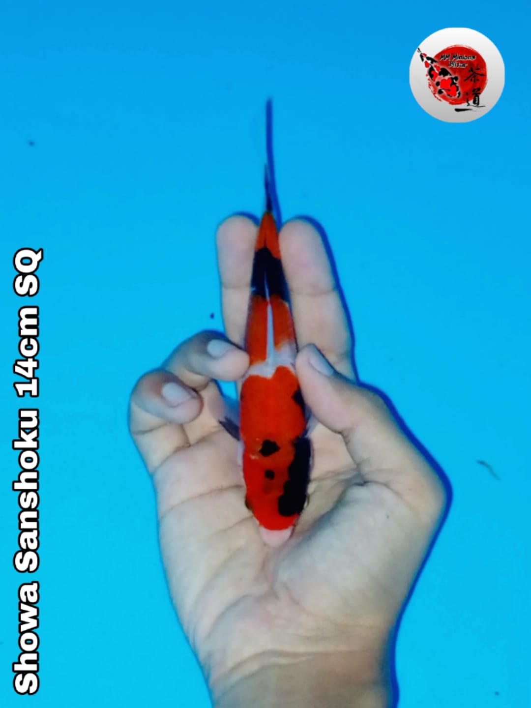 Lelang Koi Online, Jual Beli Ikan Koi, Pusat Jual Beli Koi, Info Lelang Koi Hari Ini, Platform Jual Beli Koi, Jual Beli Ikan Koi Online, Marketplace Ikan Koi, Jual Koi Terbaik, Tempat Beli Koi Berkualitas, Pasar Ikan Koi Online Terpercaya, Penjual Ikan Koi Terpercaya, Beli Koi Hias Online, Ikan Koi untuk Dijual, Koi Kualitas Terbaik, Toko Online Ikan Koi, Koi Hias Untuk Dijual, Jual Beli Ikan Koi Lokal, Koi Indonesia Online, Pusat Jual Beli Koi Terbesar