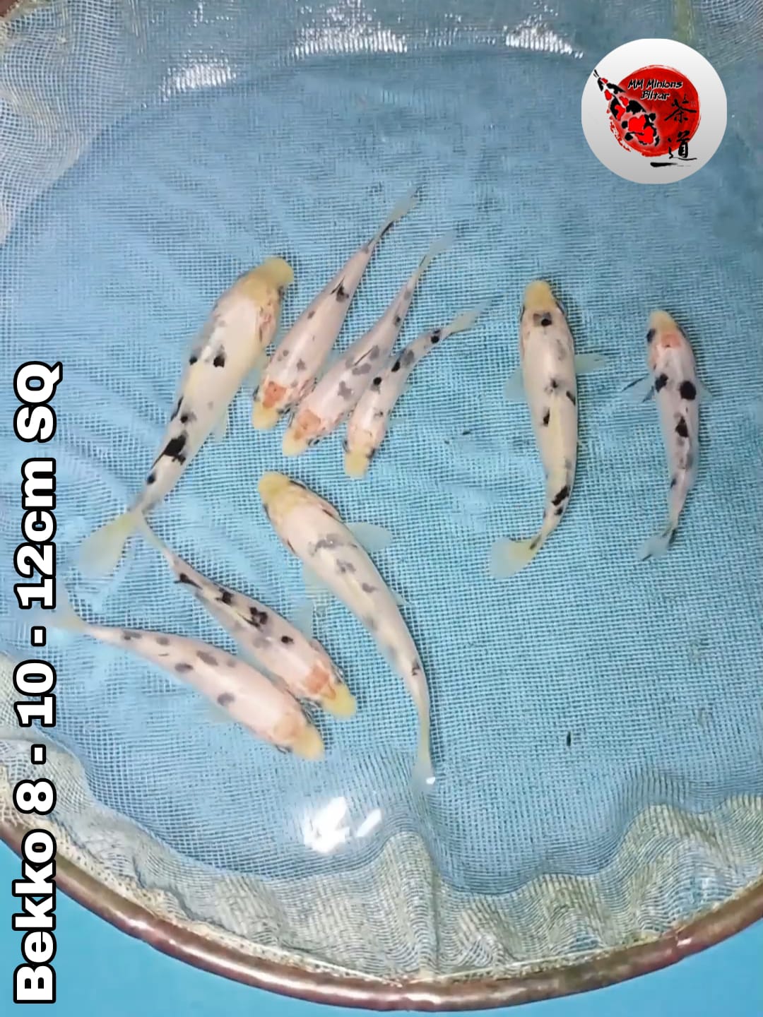 Lelang Koi Online, Jual Beli Ikan Koi, Pusat Jual Beli Koi, Info Lelang Koi Hari Ini, Platform Jual Beli Koi, Jual Beli Ikan Koi Online, Marketplace Ikan Koi, Jual Koi Terbaik, Tempat Beli Koi Berkualitas, Pasar Ikan Koi Online Terpercaya, Penjual Ikan Koi Terpercaya, Beli Koi Hias Online, Ikan Koi untuk Dijual, Koi Kualitas Terbaik, Toko Online Ikan Koi, Koi Hias Untuk Dijual, Jual Beli Ikan Koi Lokal, Koi Indonesia Online, Pusat Jual Beli Koi Terbesar