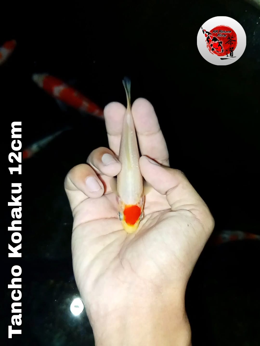 Lelang Koi Online, Jual Beli Ikan Koi, Pusat Jual Beli Koi, Info Lelang Koi Hari Ini, Platform Jual Beli Koi, Jual Beli Ikan Koi Online, Marketplace Ikan Koi, Jual Koi Terbaik, Tempat Beli Koi Berkualitas, Pasar Ikan Koi Online Terpercaya, Penjual Ikan Koi Terpercaya, Beli Koi Hias Online, Ikan Koi untuk Dijual, Koi Kualitas Terbaik, Toko Online Ikan Koi, Koi Hias Untuk Dijual, Jual Beli Ikan Koi Lokal, Koi Indonesia Online, Pusat Jual Beli Koi Terbesar