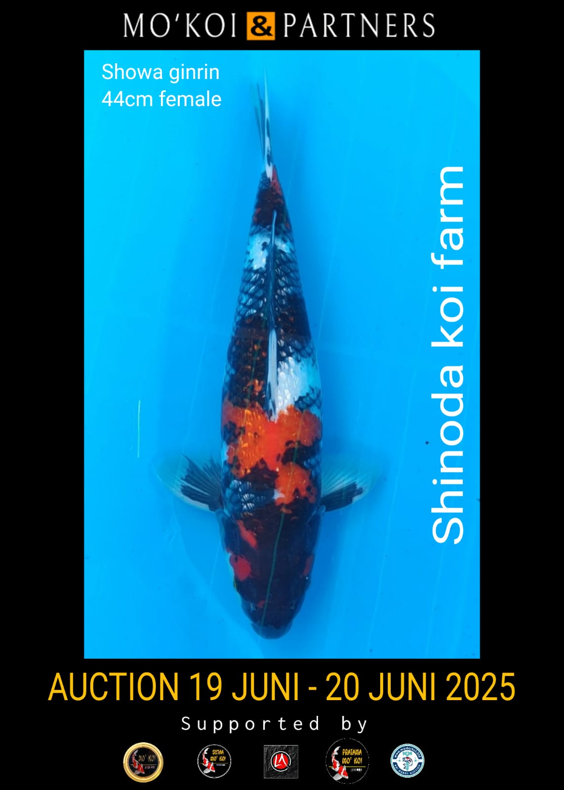 Lelang Koi Online, Jual Beli Ikan Koi, Pusat Jual Beli Koi, Info Lelang Koi Hari Ini, Platform Jual Beli Koi, Jual Beli Ikan Koi Online, Marketplace Ikan Koi, Jual Koi Terbaik, Tempat Beli Koi Berkualitas, Pasar Ikan Koi Online Terpercaya, Penjual Ikan Koi Terpercaya, Beli Koi Hias Online, Ikan Koi untuk Dijual, Koi Kualitas Terbaik, Toko Online Ikan Koi, Koi Hias Untuk Dijual, Jual Beli Ikan Koi Lokal, Koi Indonesia Online, Pusat Jual Beli Koi Terbesar