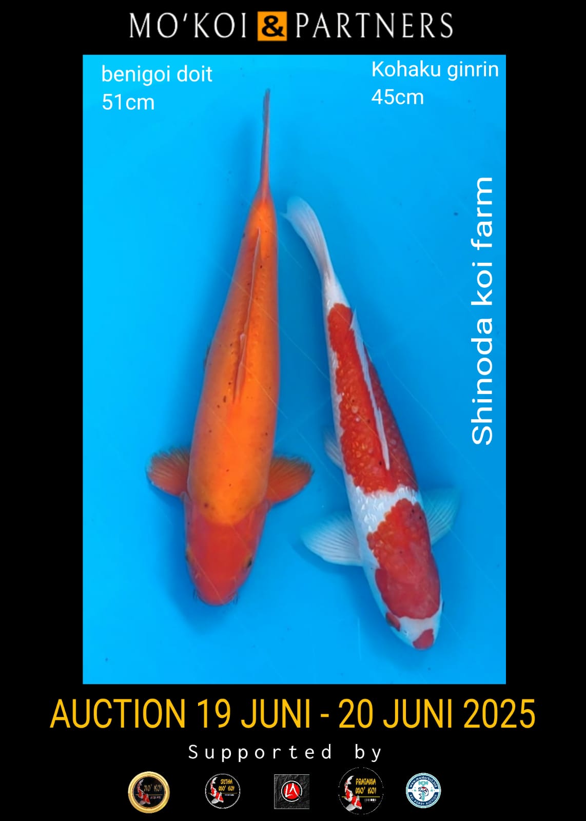 Lelang Koi Online, Jual Beli Ikan Koi, Pusat Jual Beli Koi, Info Lelang Koi Hari Ini, Platform Jual Beli Koi, Jual Beli Ikan Koi Online, Marketplace Ikan Koi, Jual Koi Terbaik, Tempat Beli Koi Berkualitas, Pasar Ikan Koi Online Terpercaya, Penjual Ikan Koi Terpercaya, Beli Koi Hias Online, Ikan Koi untuk Dijual, Koi Kualitas Terbaik, Toko Online Ikan Koi, Koi Hias Untuk Dijual, Jual Beli Ikan Koi Lokal, Koi Indonesia Online, Pusat Jual Beli Koi Terbesar